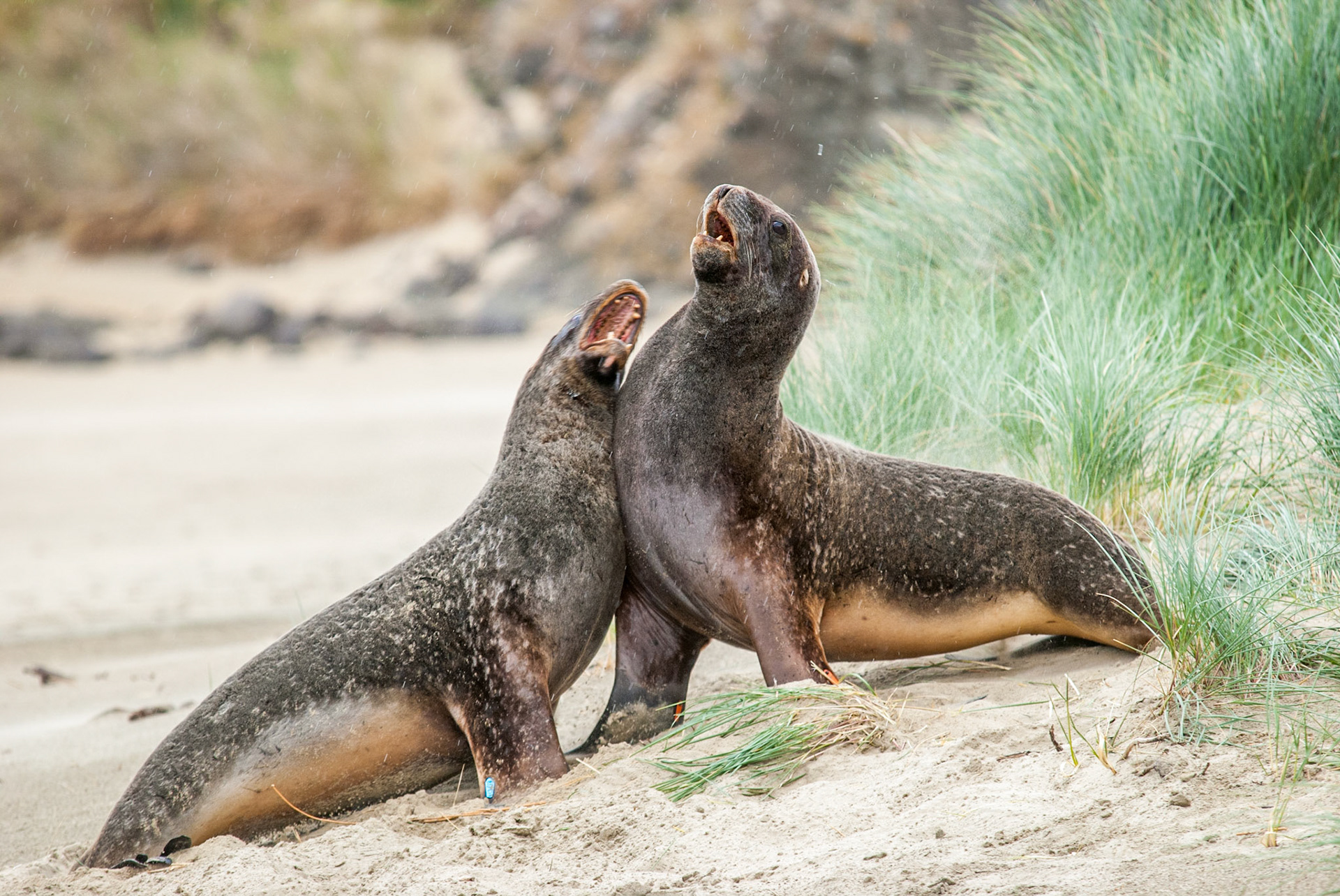 New Zealand sea lion (Phocarctos hookeri)