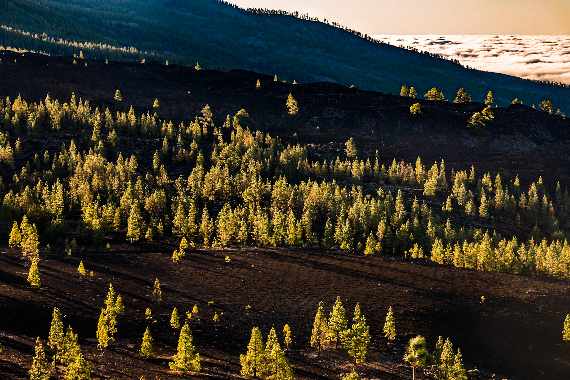 Tenerife - Canary Islands