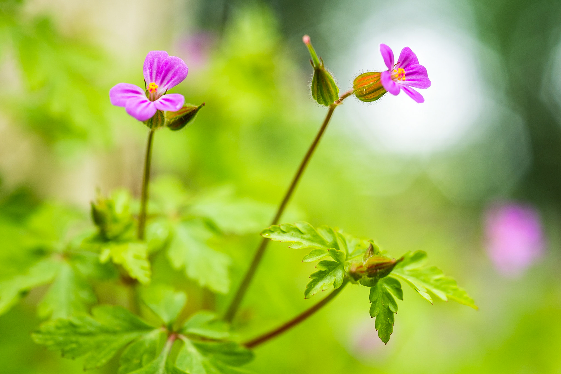 Herb-Robert (Geranium robertianum)