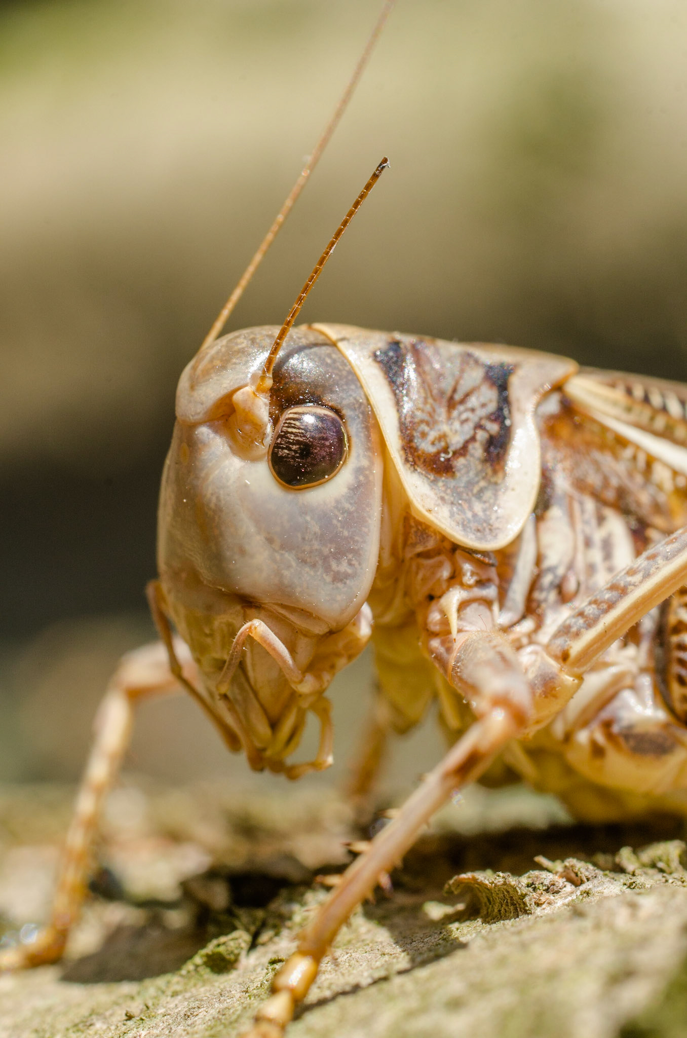 Southern wartbiter (Decticus albifrons)