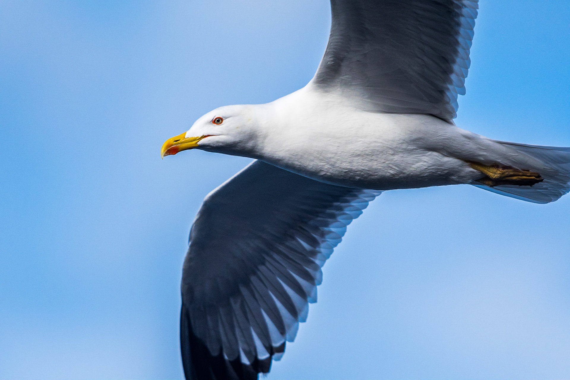 Yellow-legged gull (Larus michahellis)