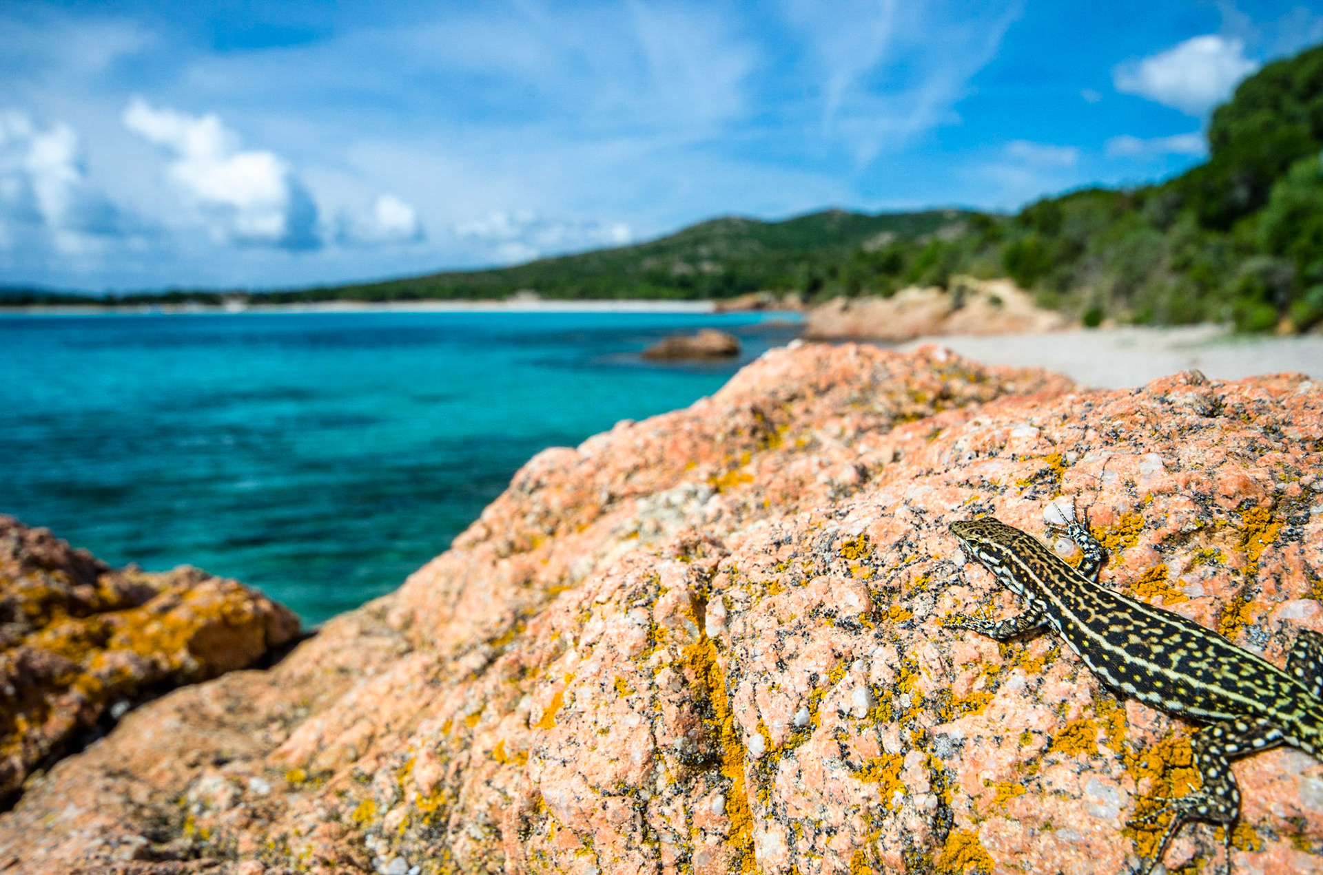 Tyrrhenian wall lizard (Podarcis tiliguerta)