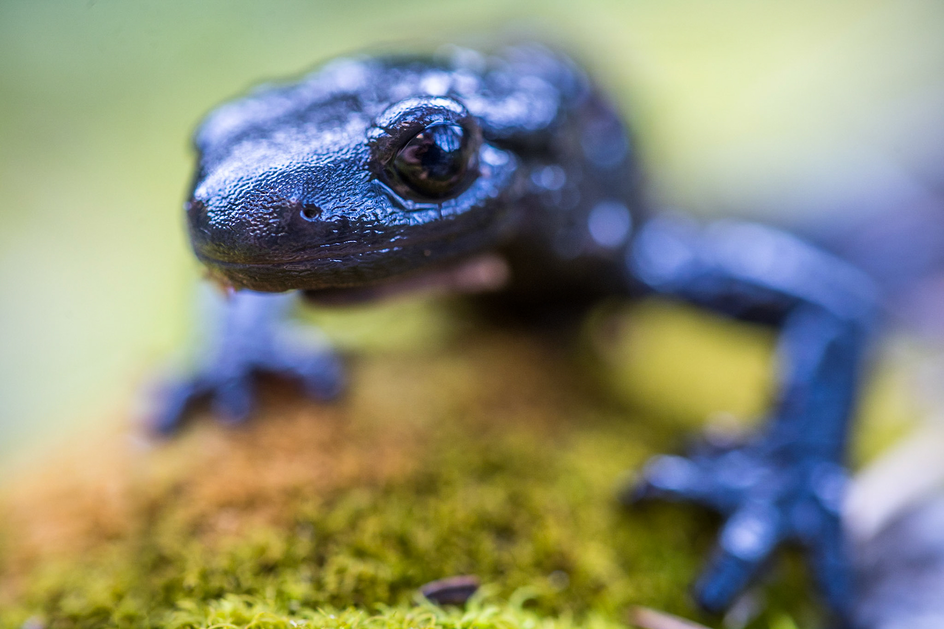 Alpine salamander (Salamandra atra)