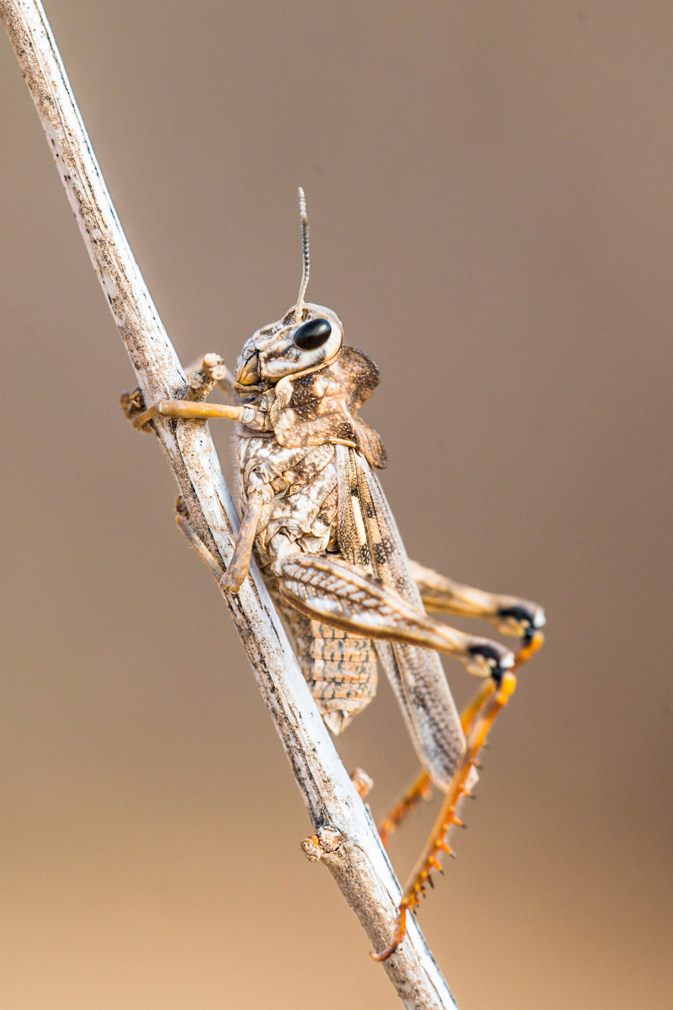 Dericorys lobata luteipes