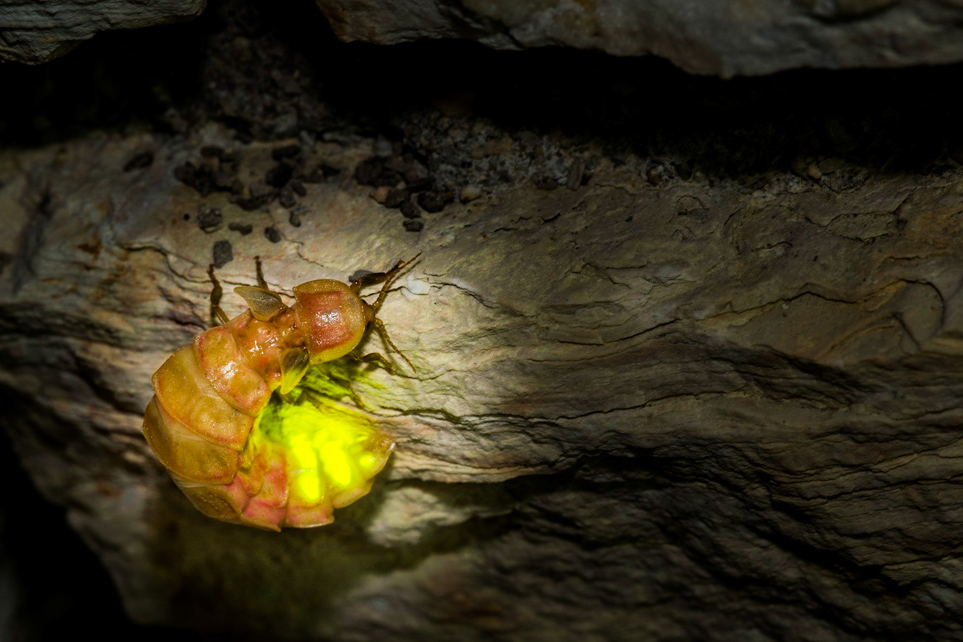 Mediterranean firefly (Nyctophila reichii)
