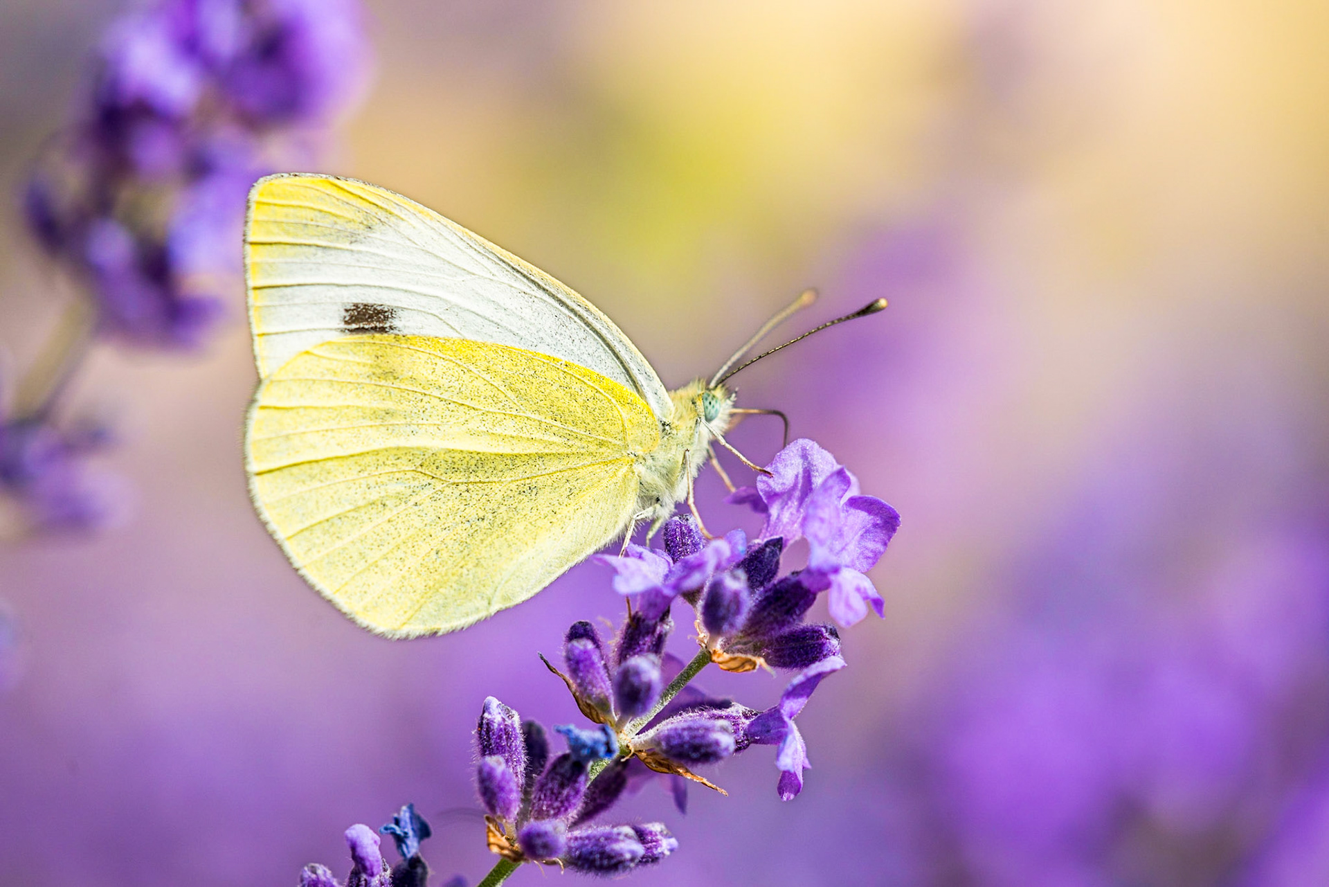 Southern small white (Pieris mannii)