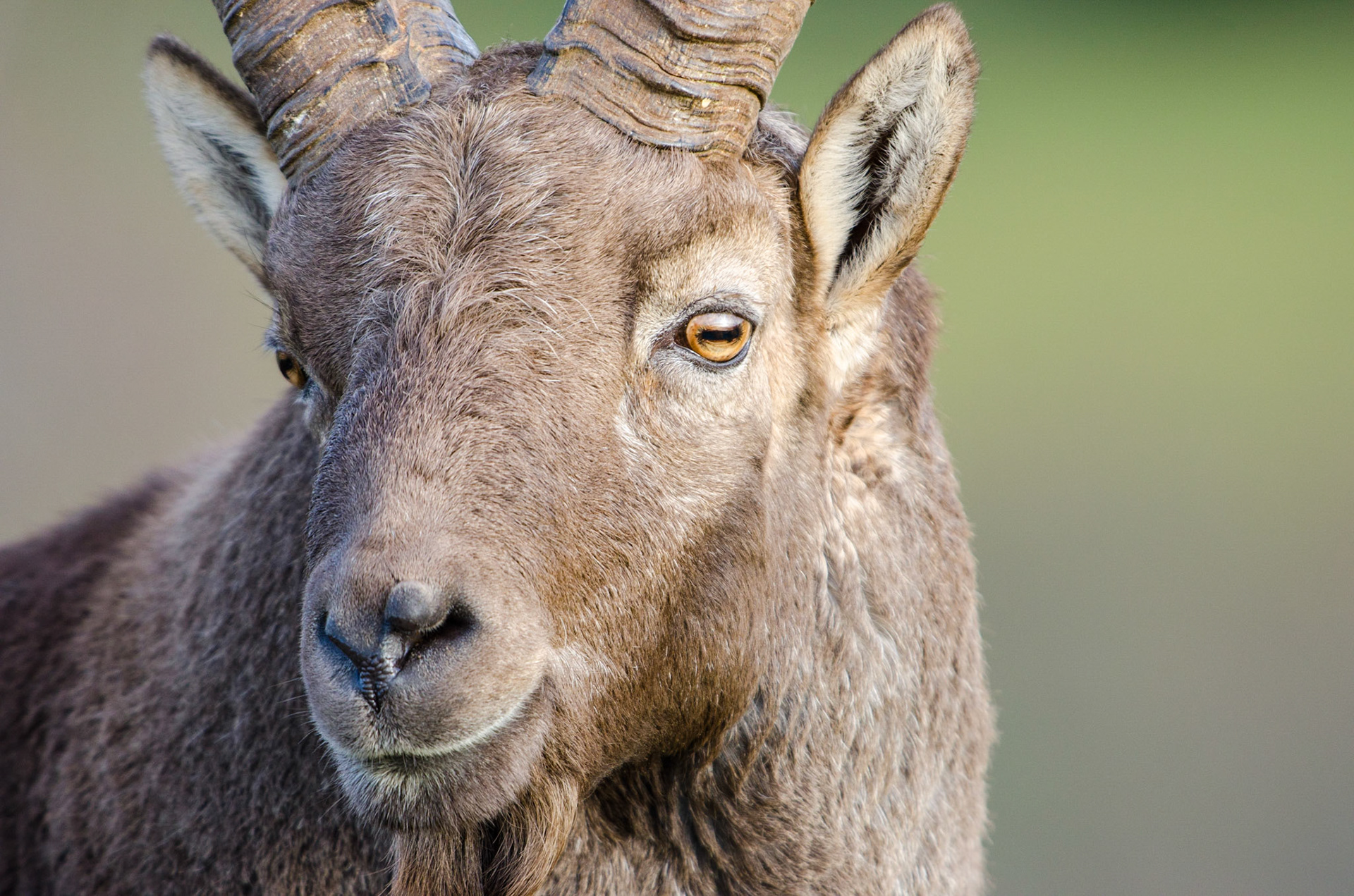 Alpine ibex (Capra ibex)