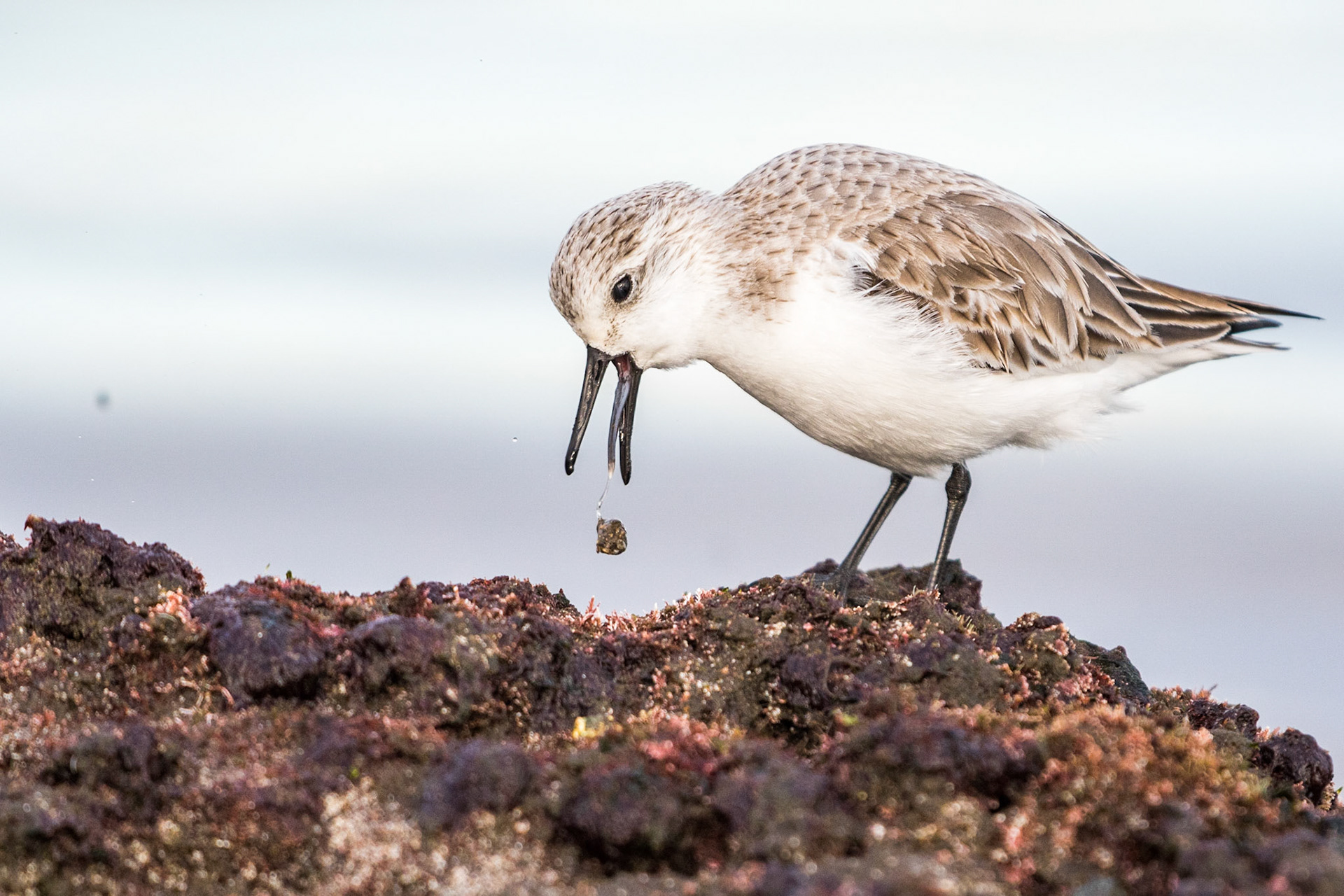 Sanderling (Calidris alba)