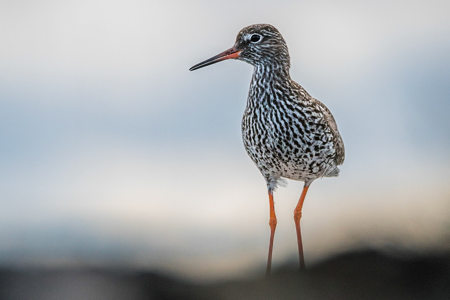 Common redshank (Tringa totanus)