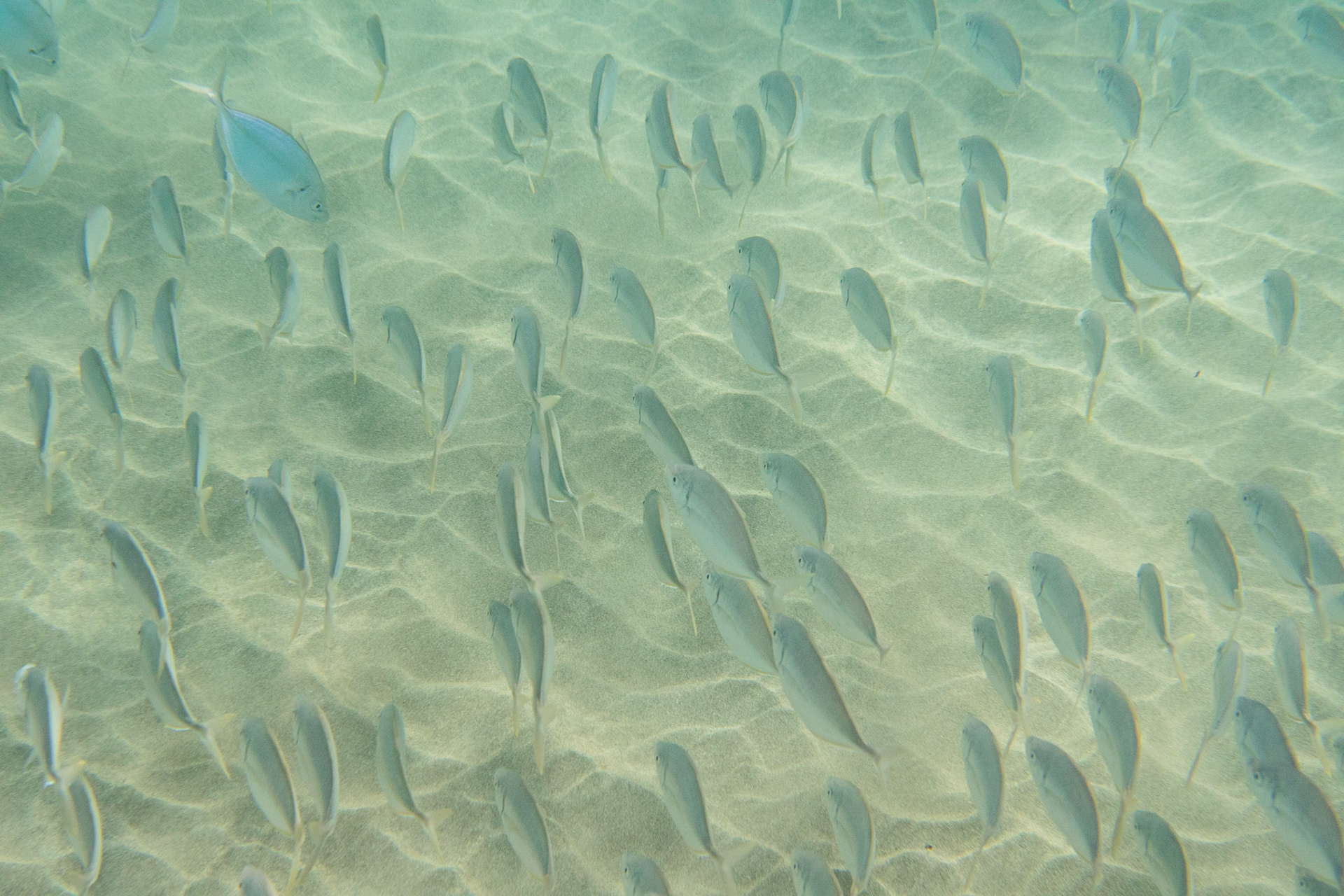 White trevally (Pseudocaranx dentex)