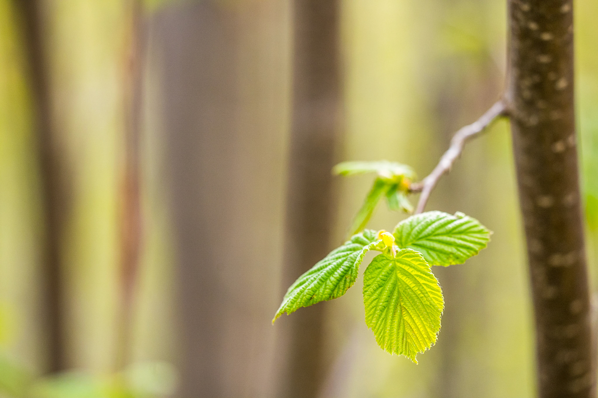 Common hazel (Corylus avellana)