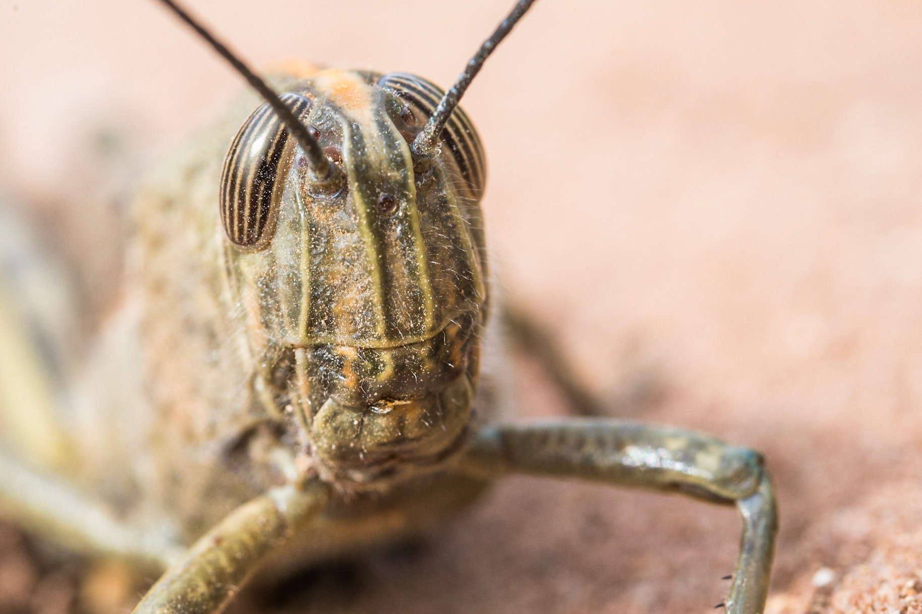 Egyptian grasshopper (Anacridium aegyptium)