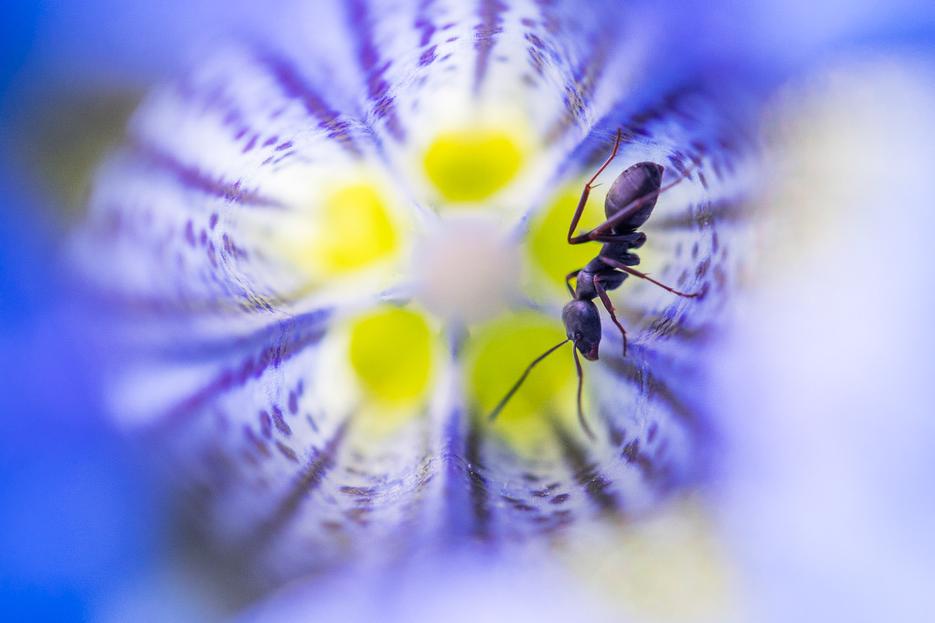 Stemless gentian (Gentiana acaulis) and ant (Formica)