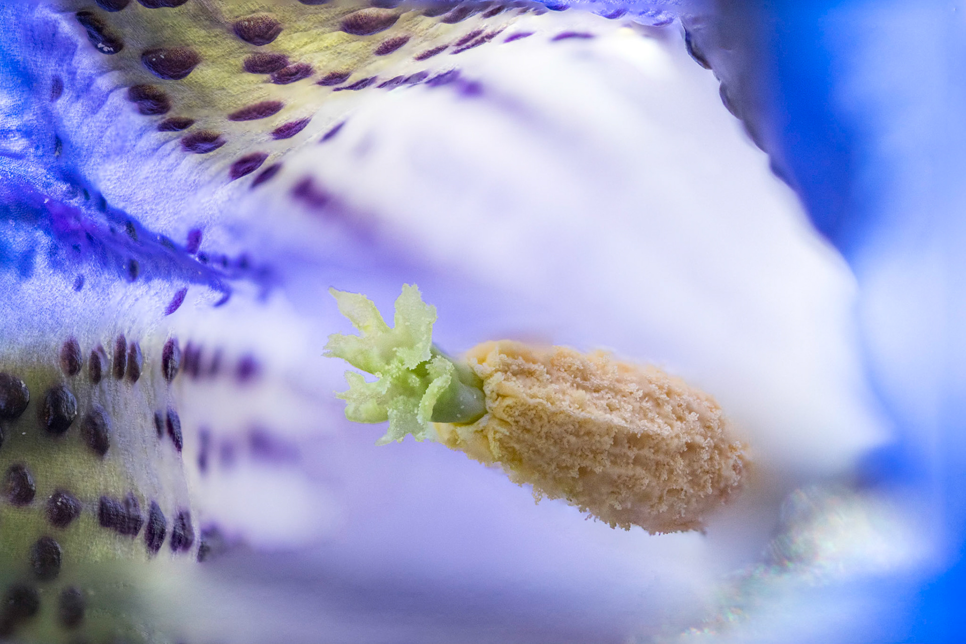 Stemless gentian (Gentiana acaulis), pistils and stamens