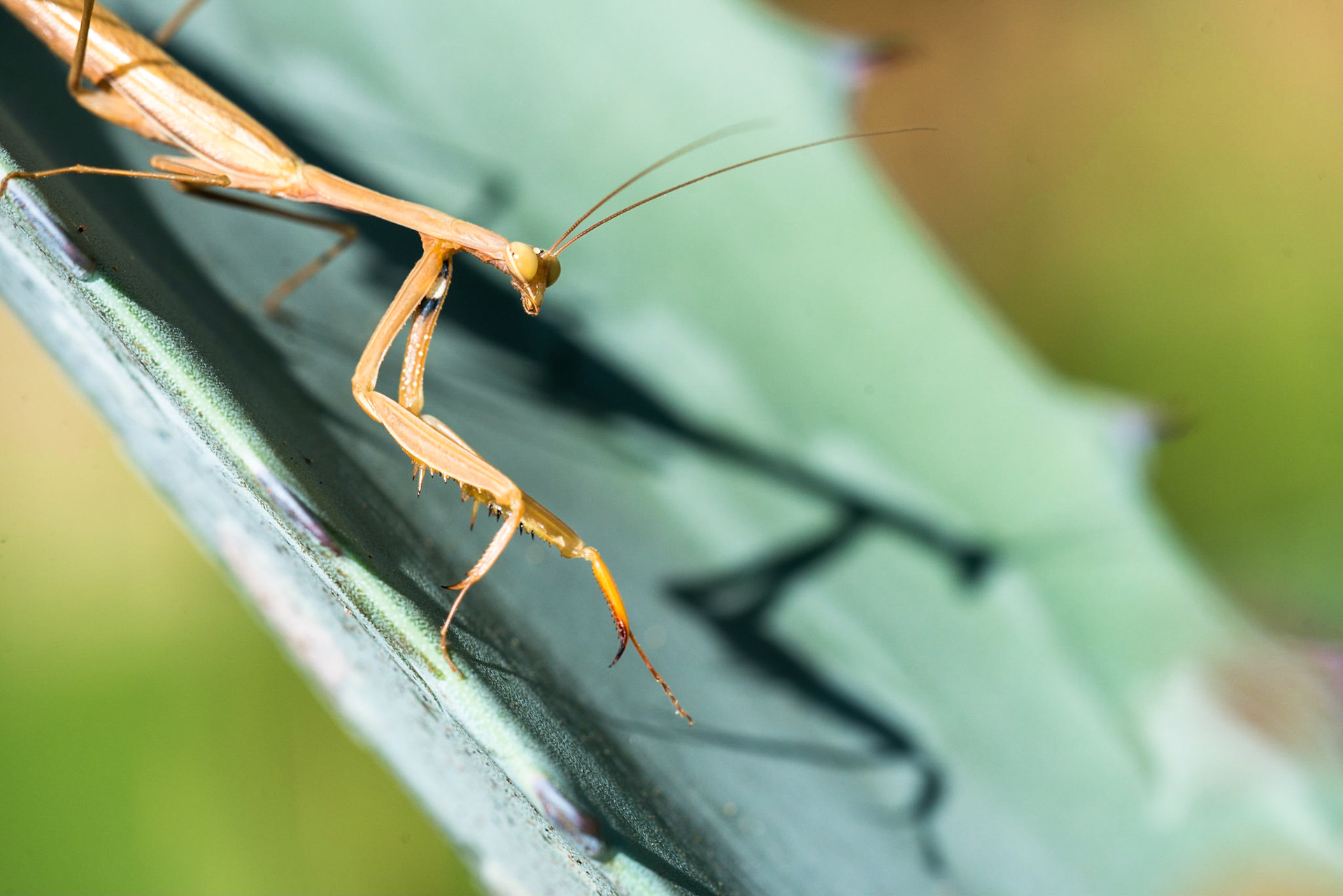 European mantis (Mantis religiosa)
