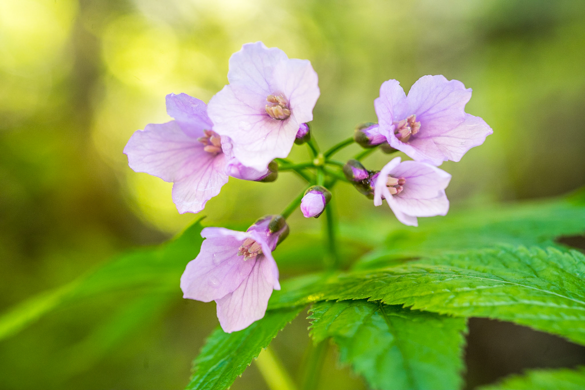 Five-leaflet bitter-cress (Cardamine pentaphyllos)