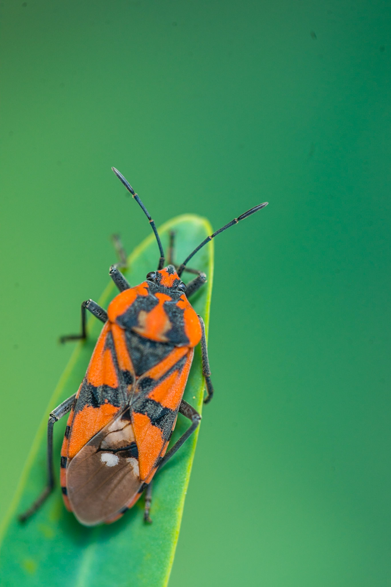 Spilostethus pandurus