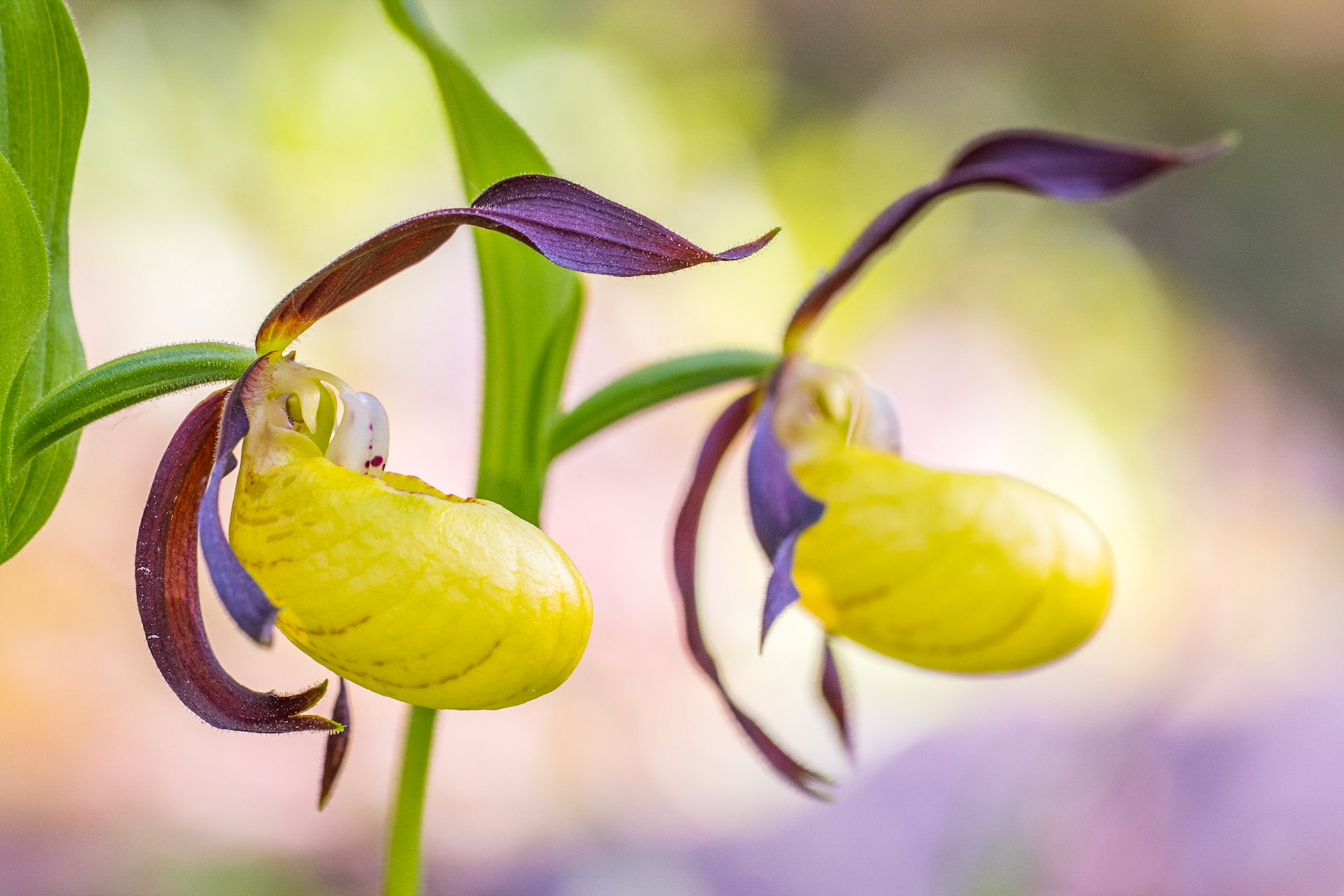 Lady's-slipper orchid (Cypripedium calceolus)