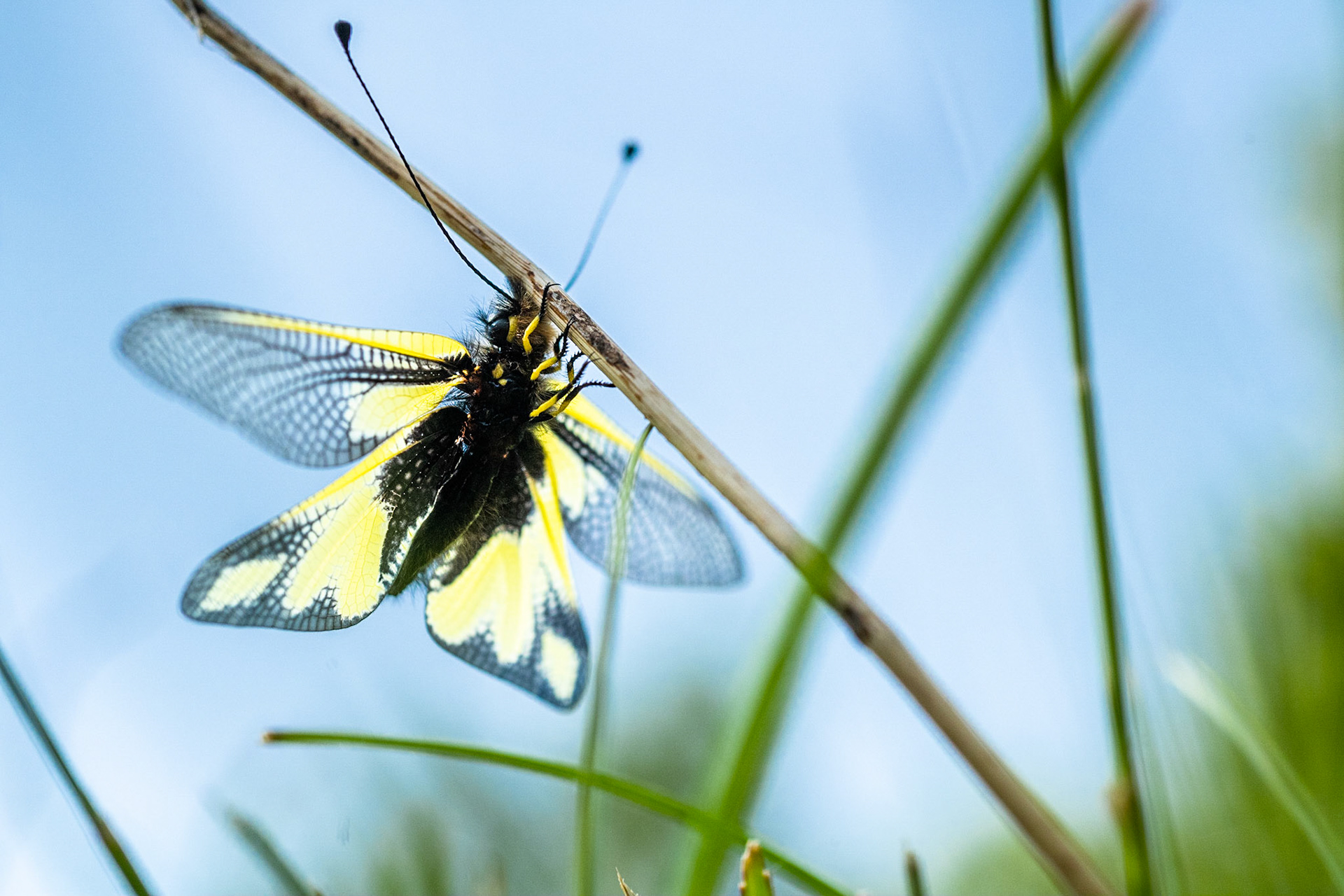 Owly sulphur (Libelloides coccajus)