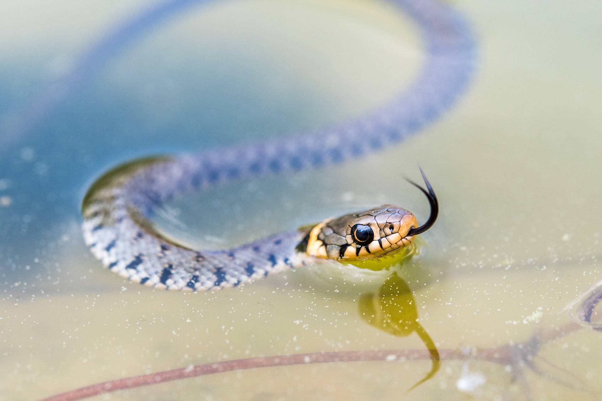 Barred grass snake (Natrix helvetica)