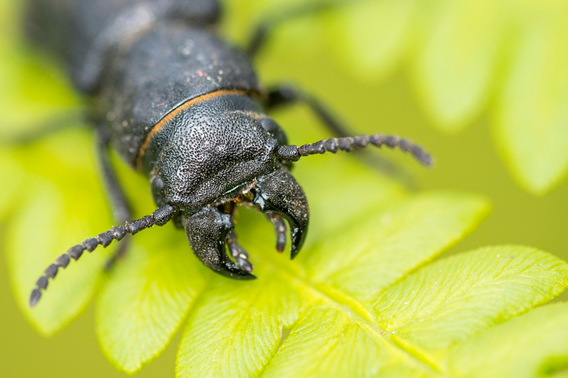 Spondylis buprestoides