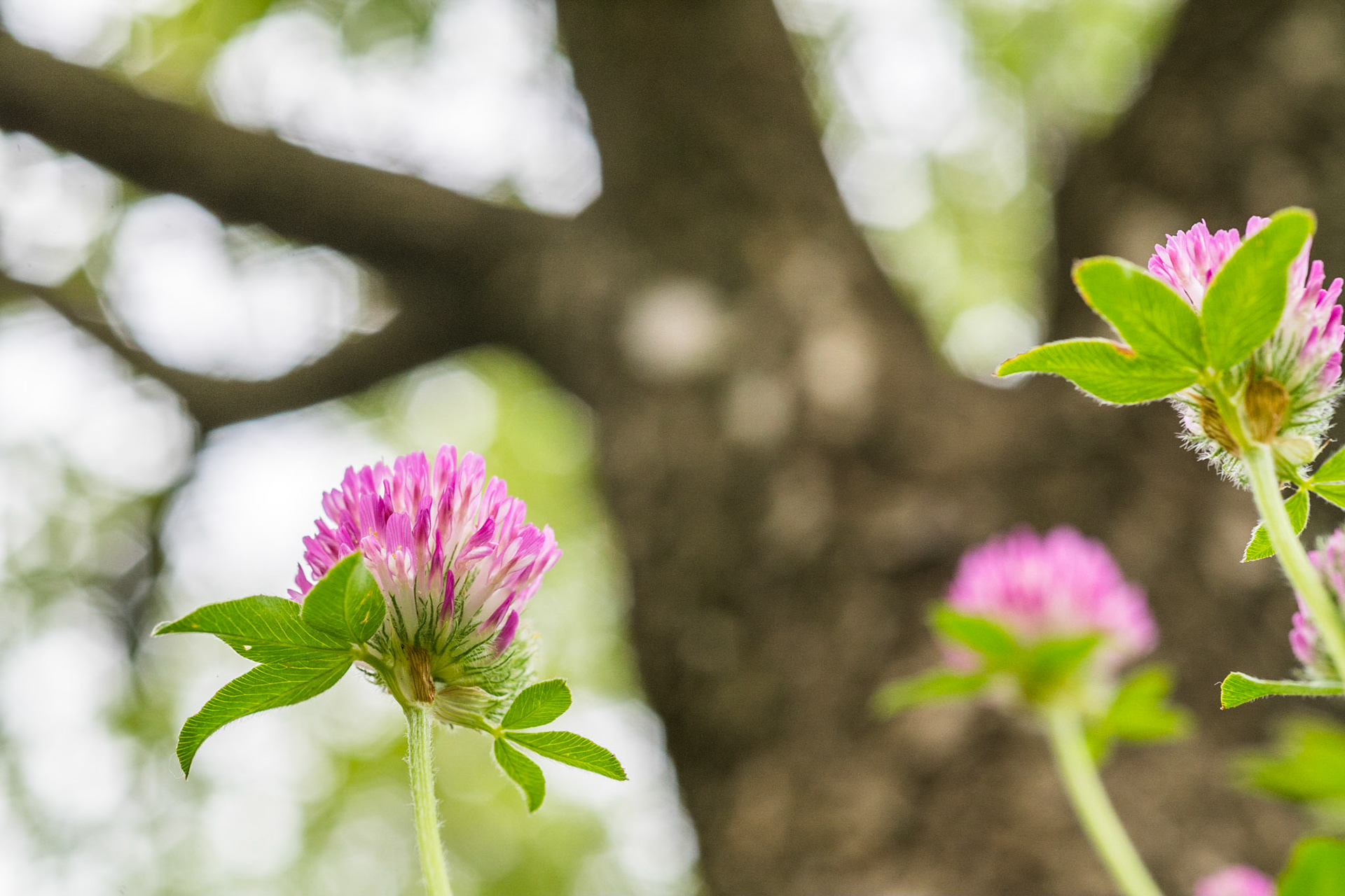 Red clover (Trifolium pratense)