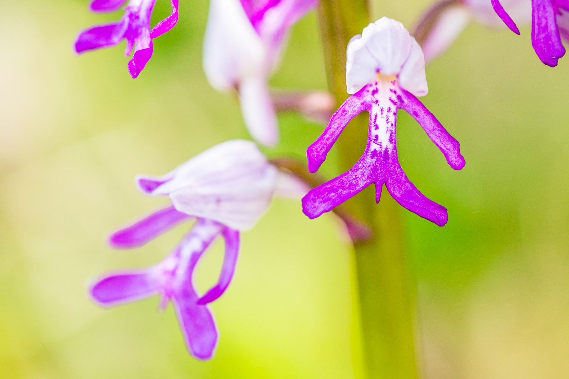 Military orchid (Orchis militaris)
