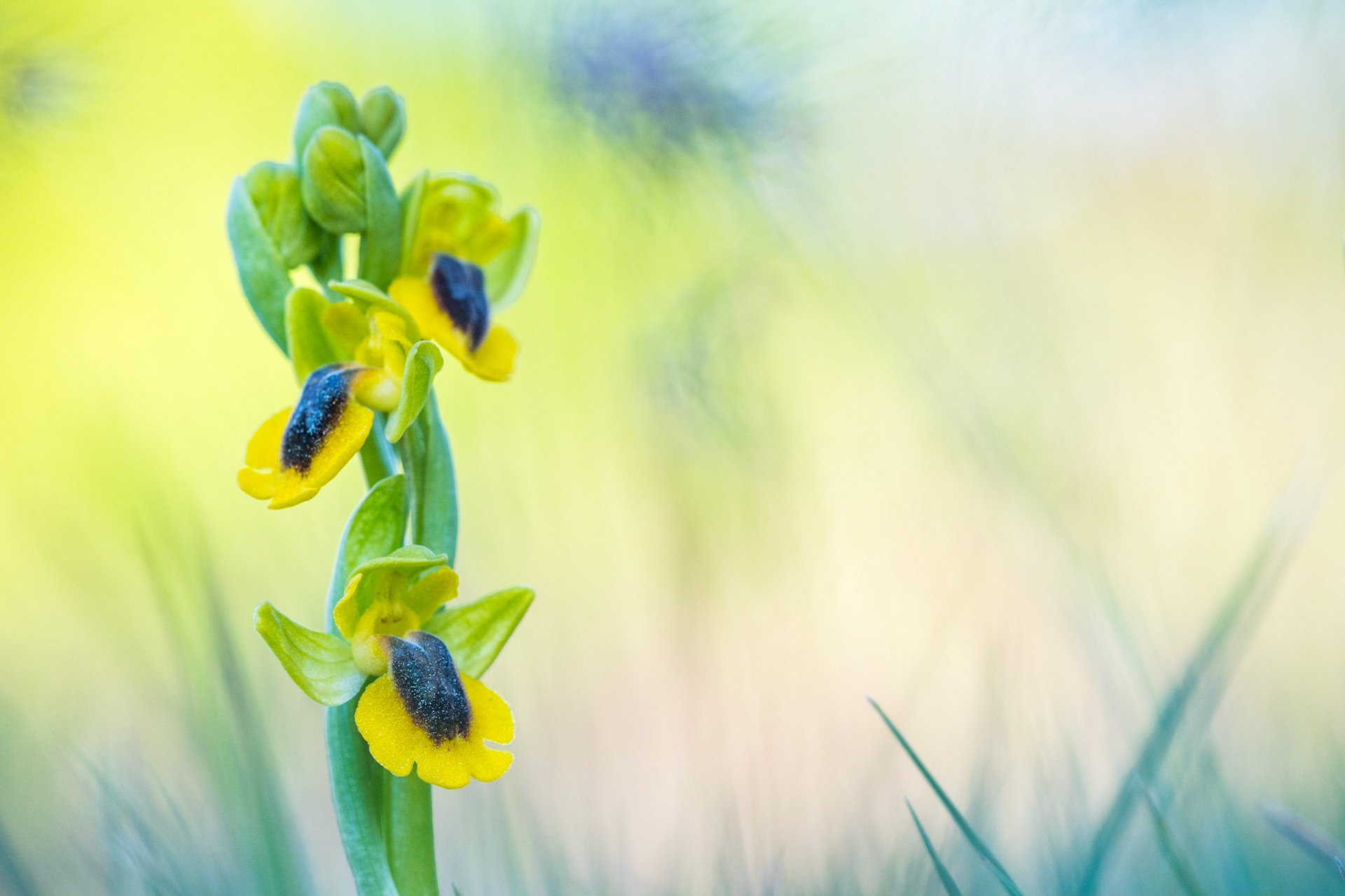 Yellow bee-orchid (Ophrys lutea)