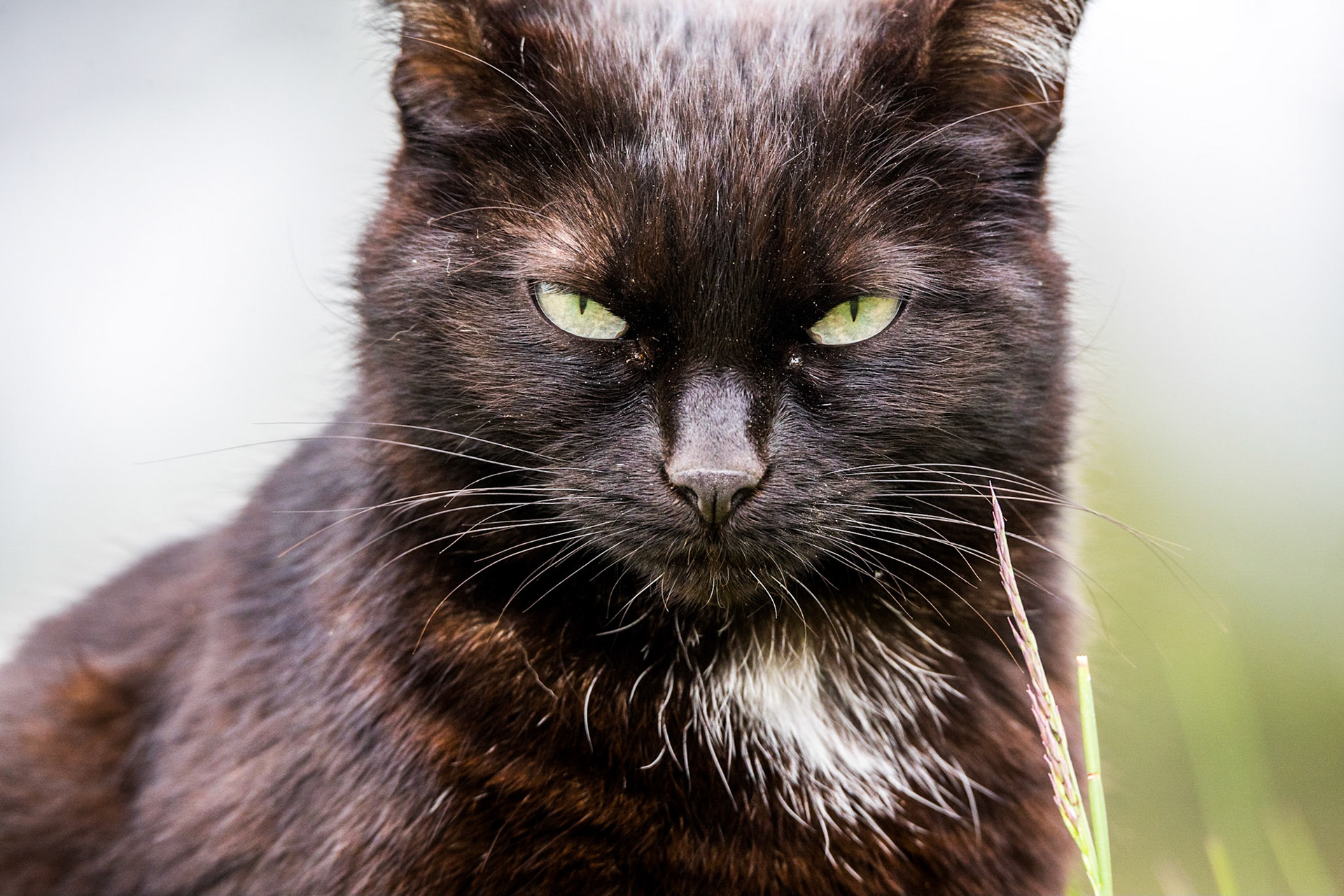 Domestic cat (Felis silvestris catus)