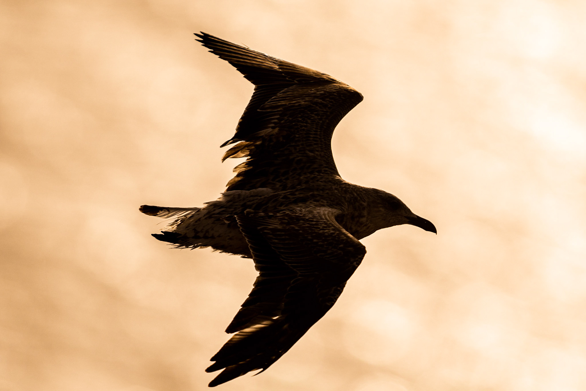 Yellow-legged gull (Larus michahellis)