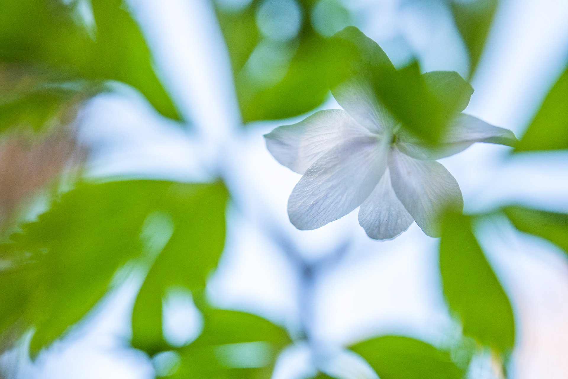 Wood anemone (Anemone nemorosa)