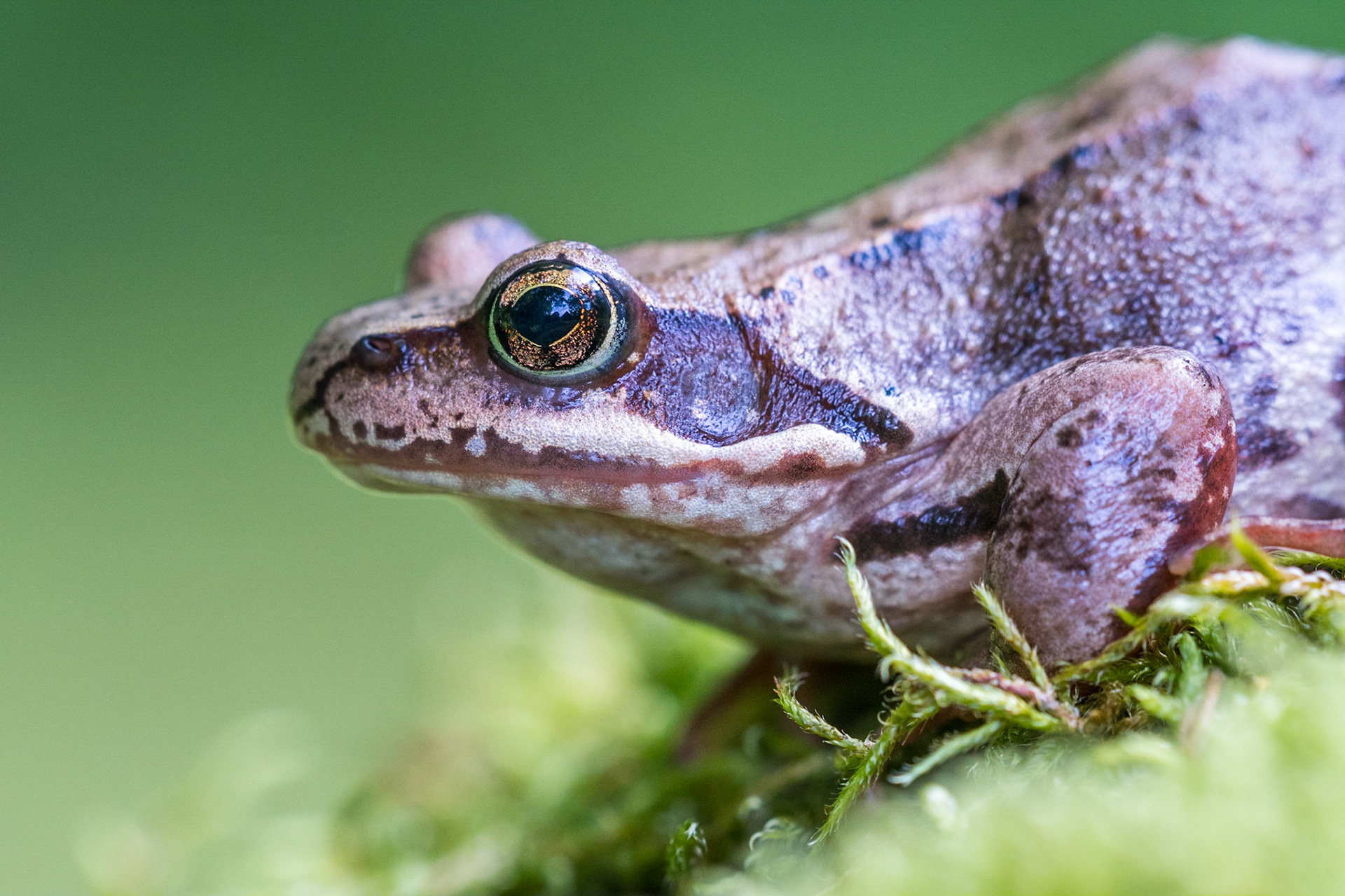 Common frog (Rana temporaria)