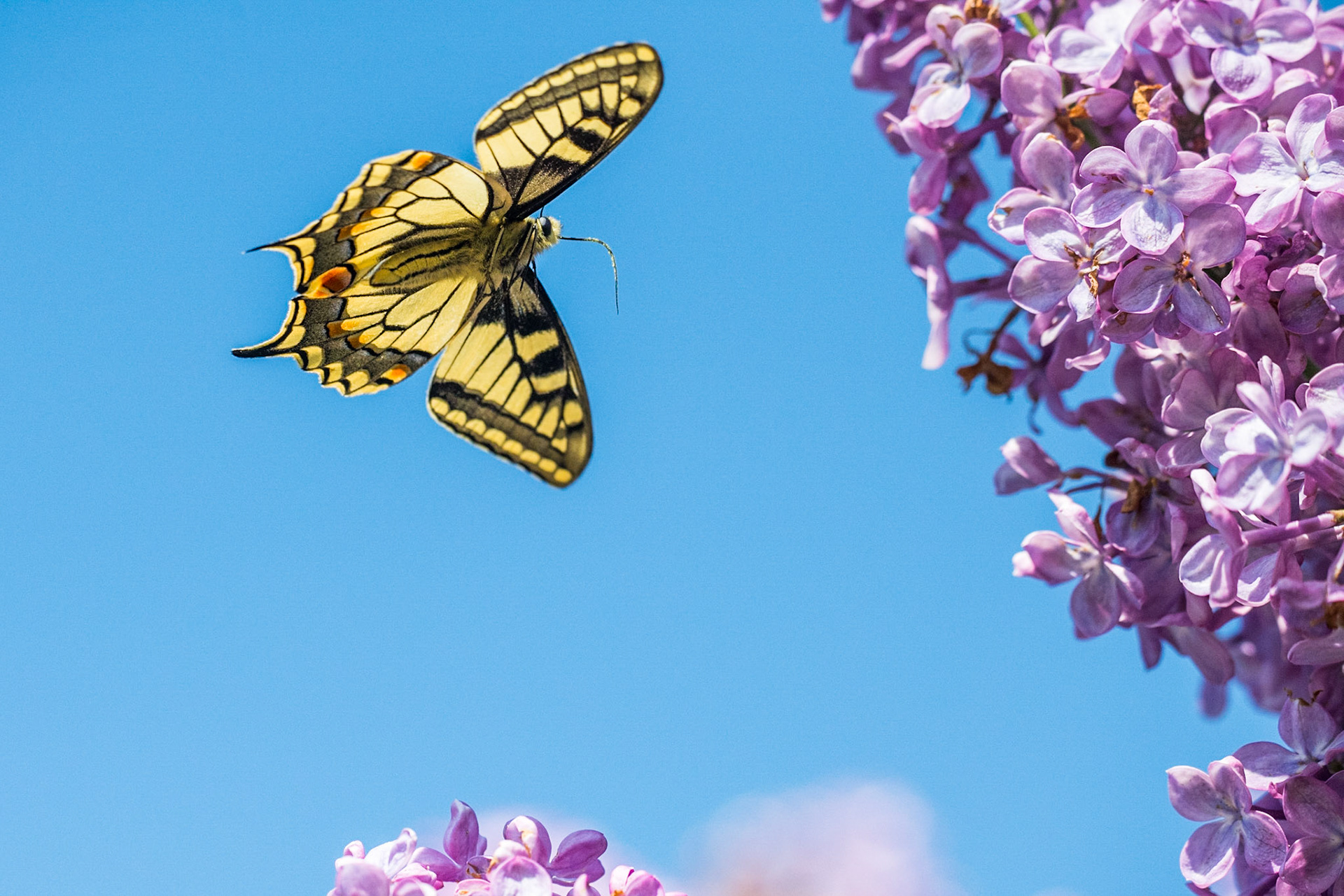 Old World swallowtail (Papilio machaon)