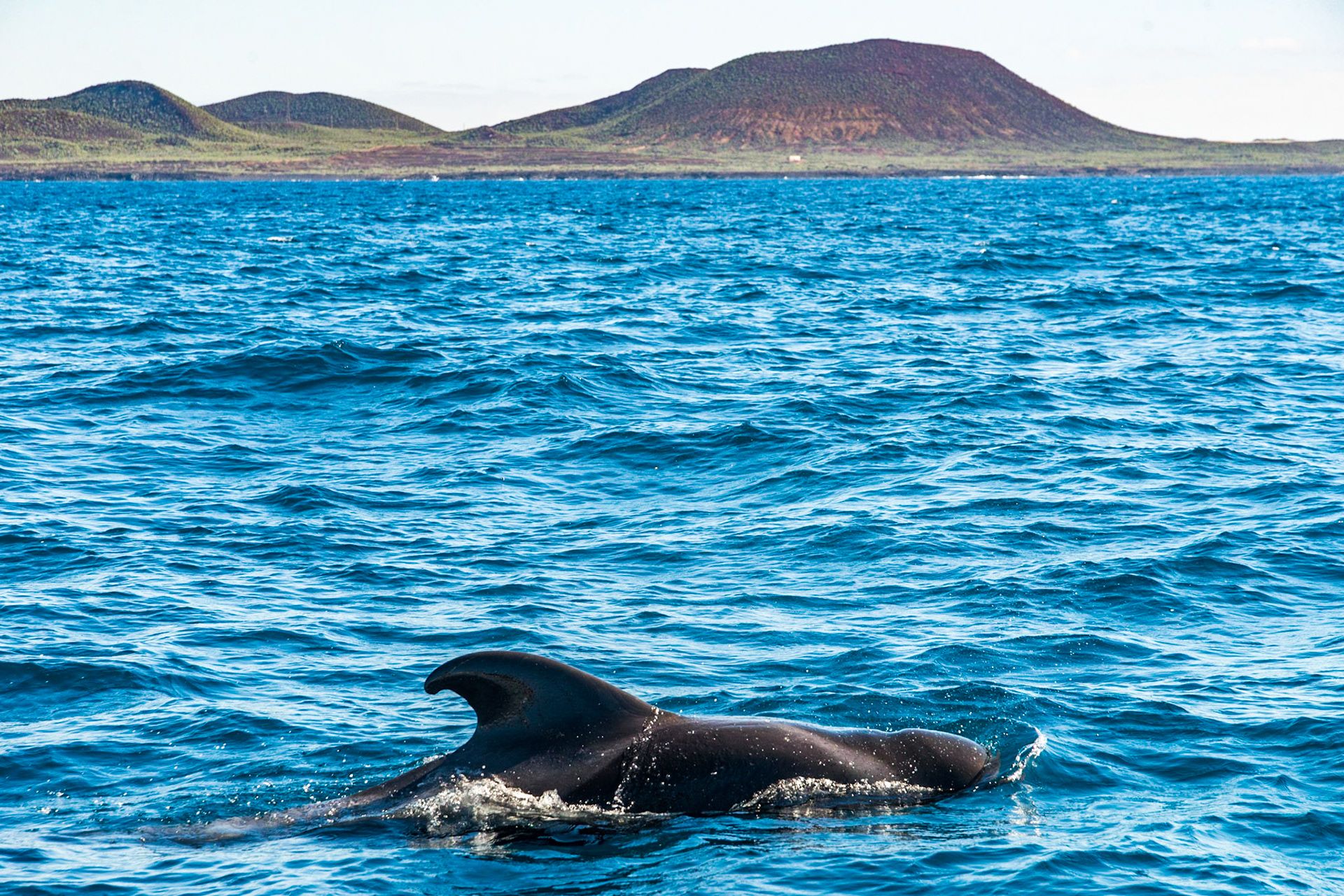 Short-finned pilot whale (Globicephala macrorhynchus)