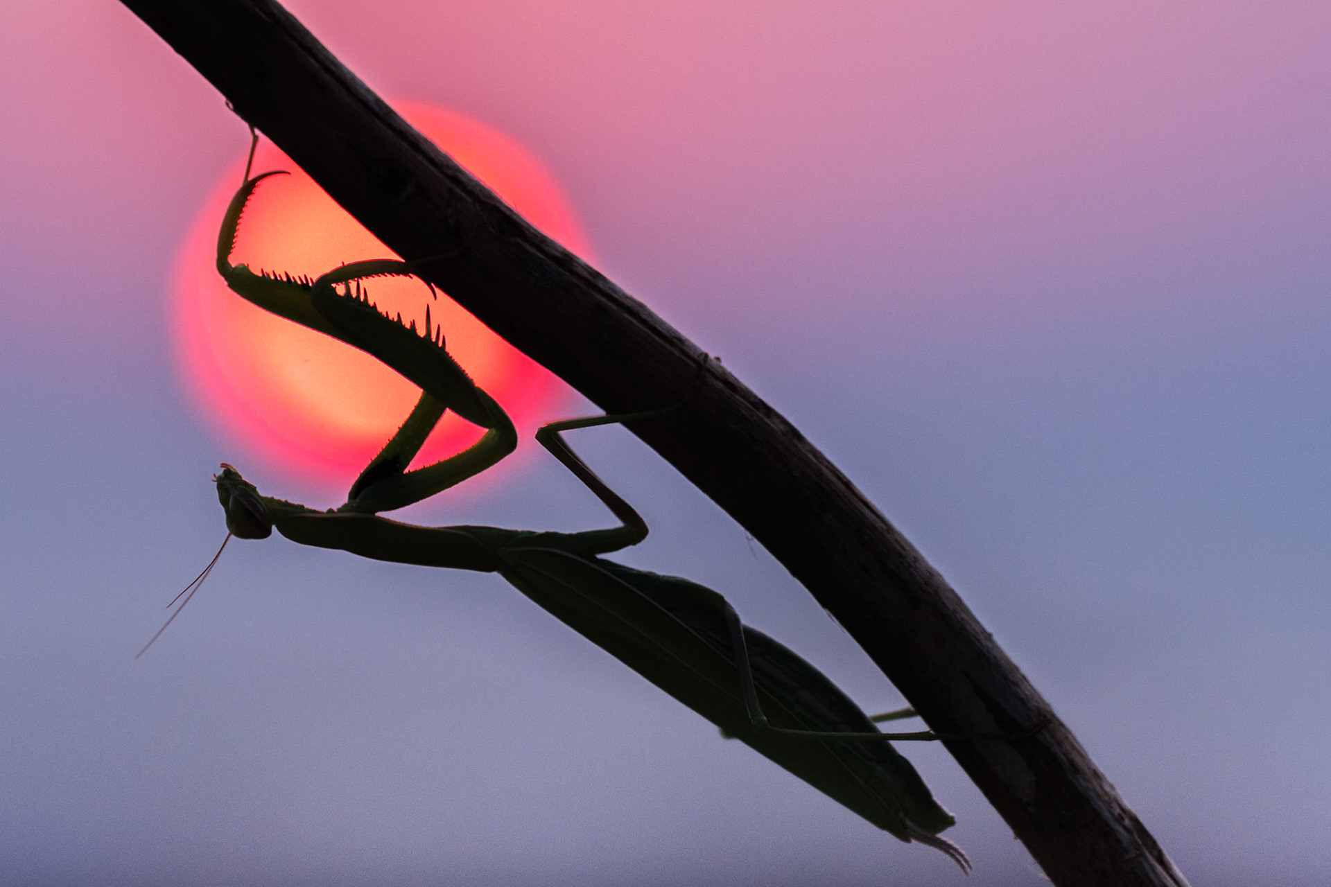 European mantis (Mantis religiosa)