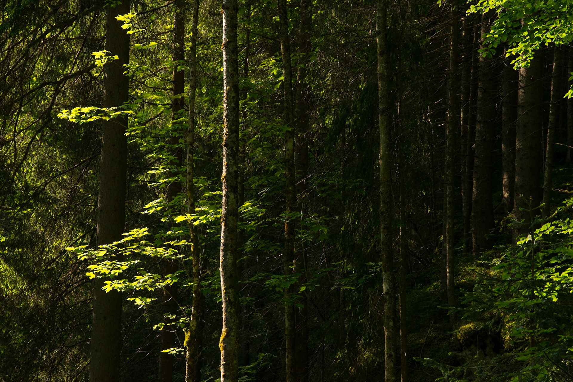Sycamore (Acer pseudoplatanus)