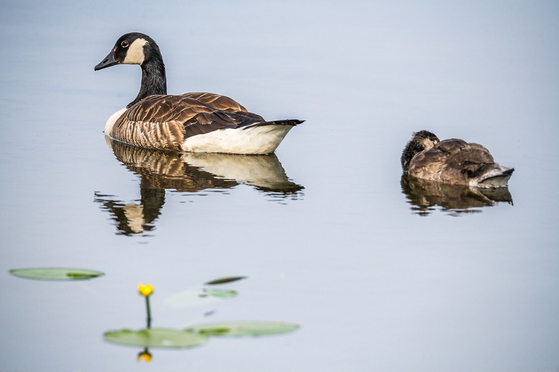 Canada goose (Branta canadensis) and Nuphar lutea