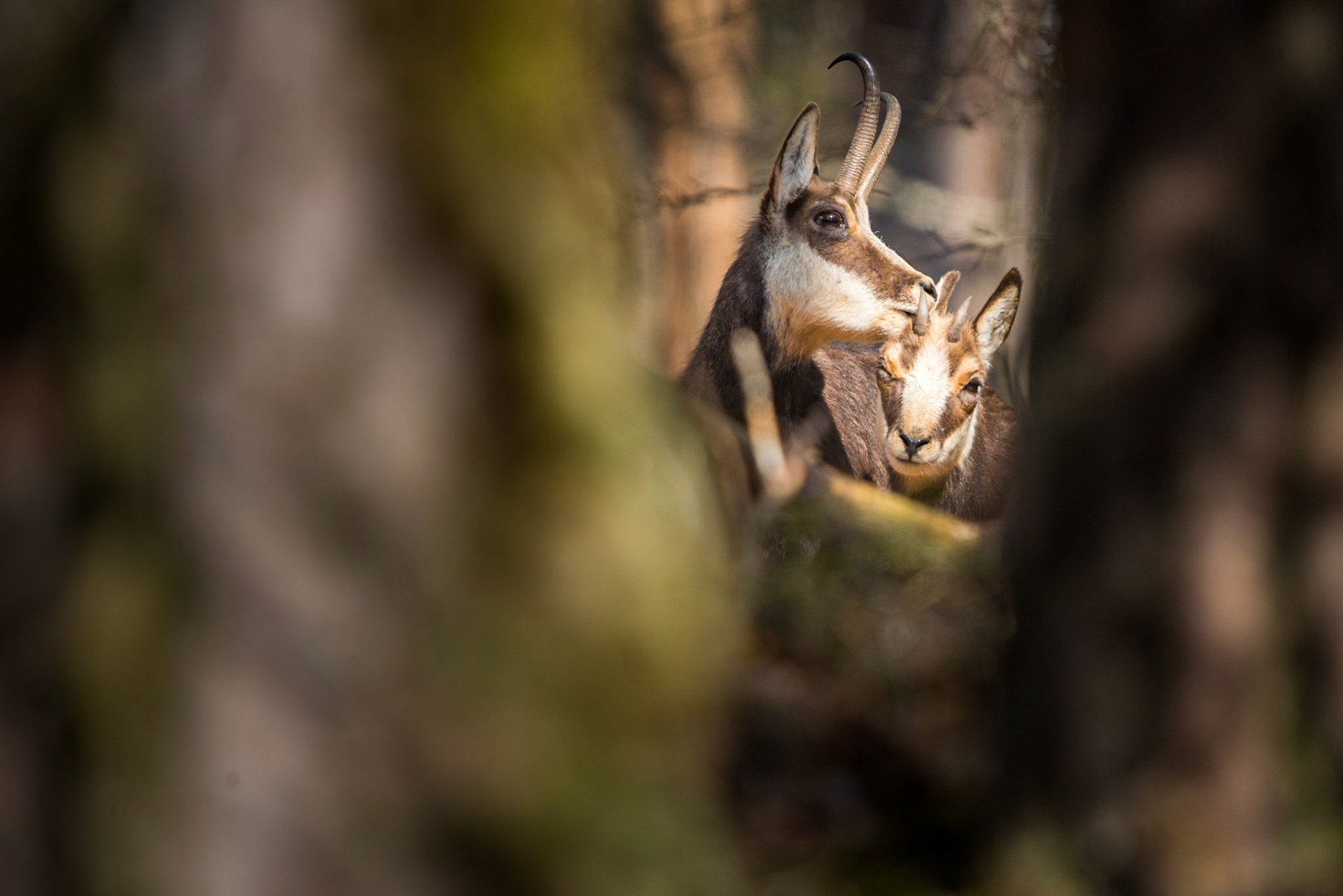 Chamois (Rupicapra rupicapra)