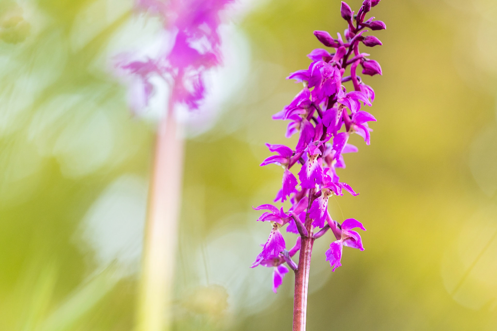 Early-purple orchid (Orchis mascula mascula)