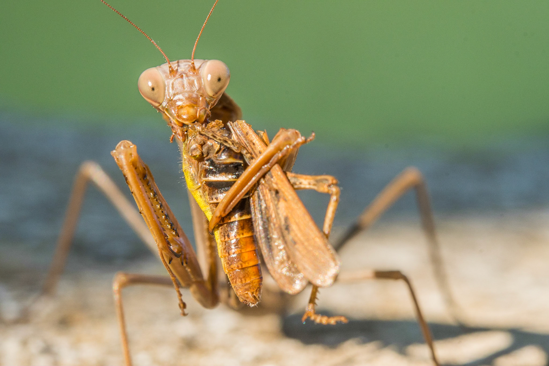 European mantis (Mantis religiosa) and grasshopper
