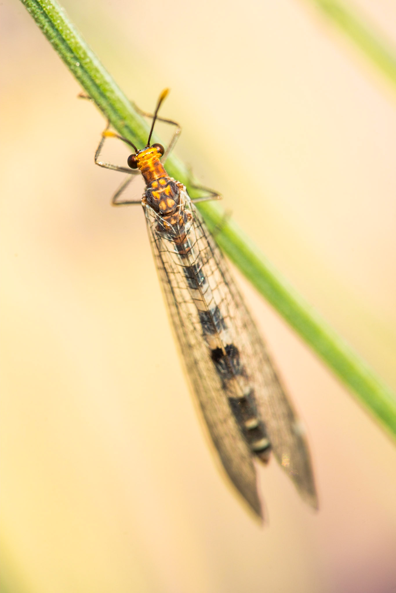 Megistopus flavicornis
