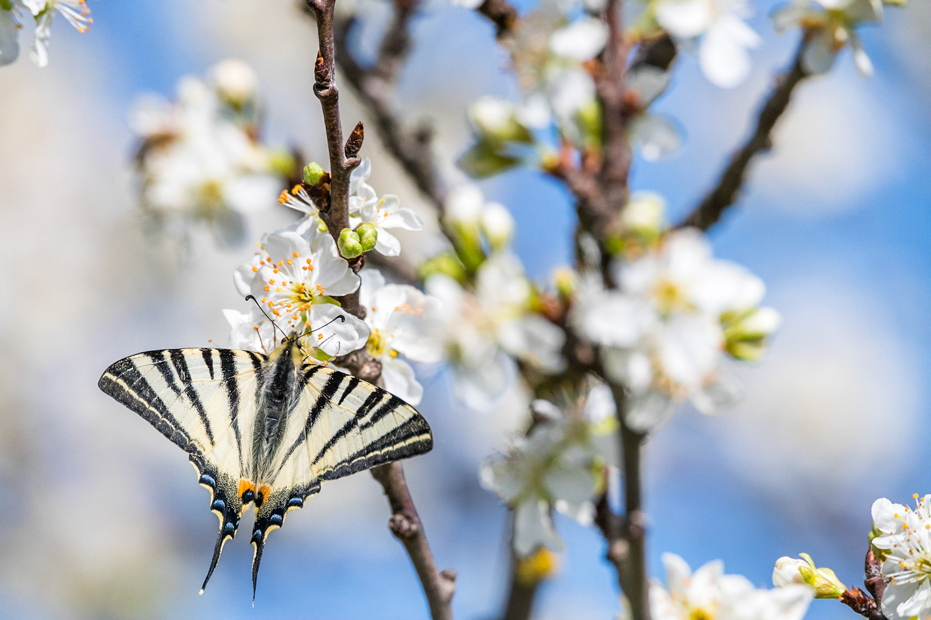 Scarce swallowtail (Iphiclides podalirius)