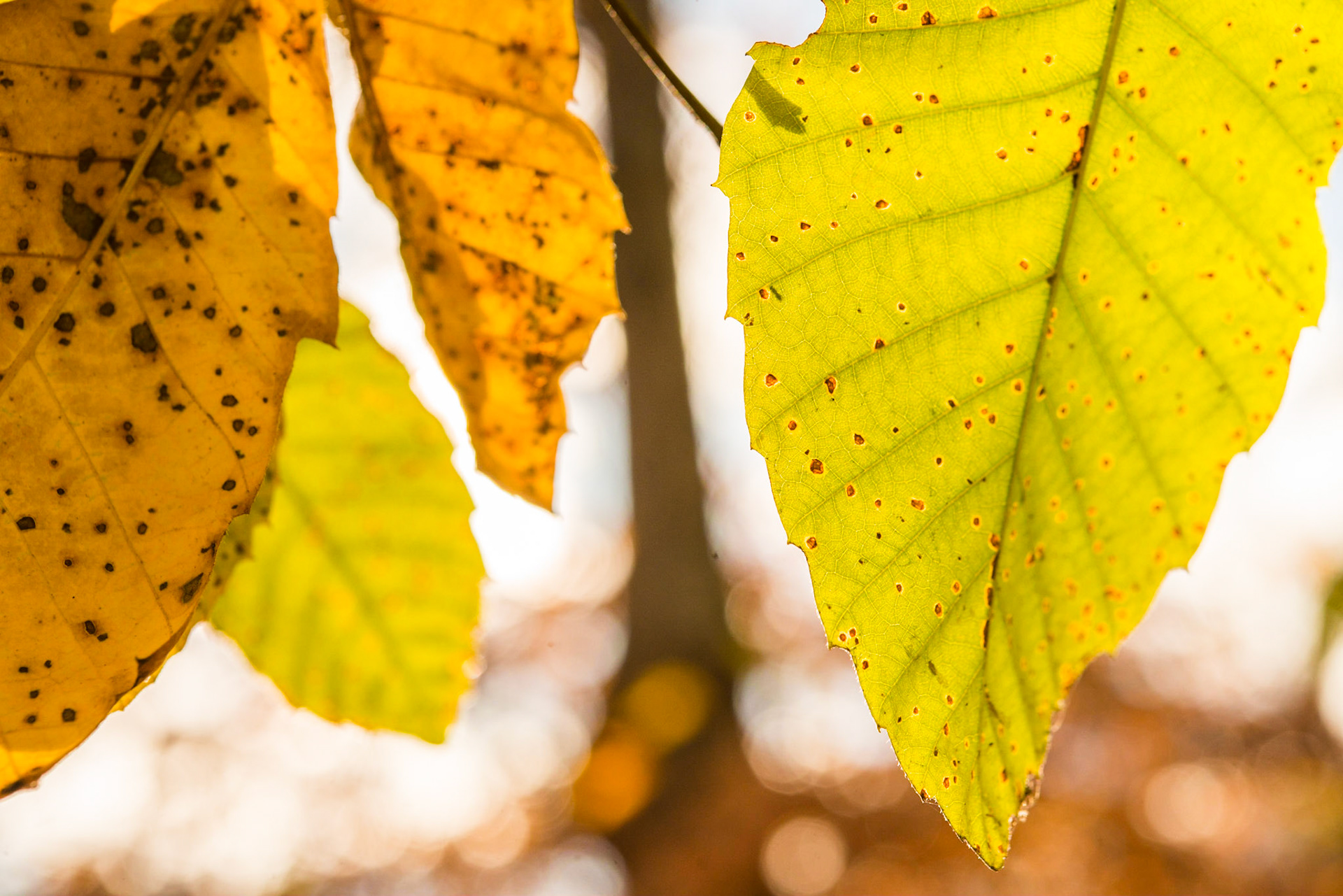 Sweet chestnut (Castanea sativa)