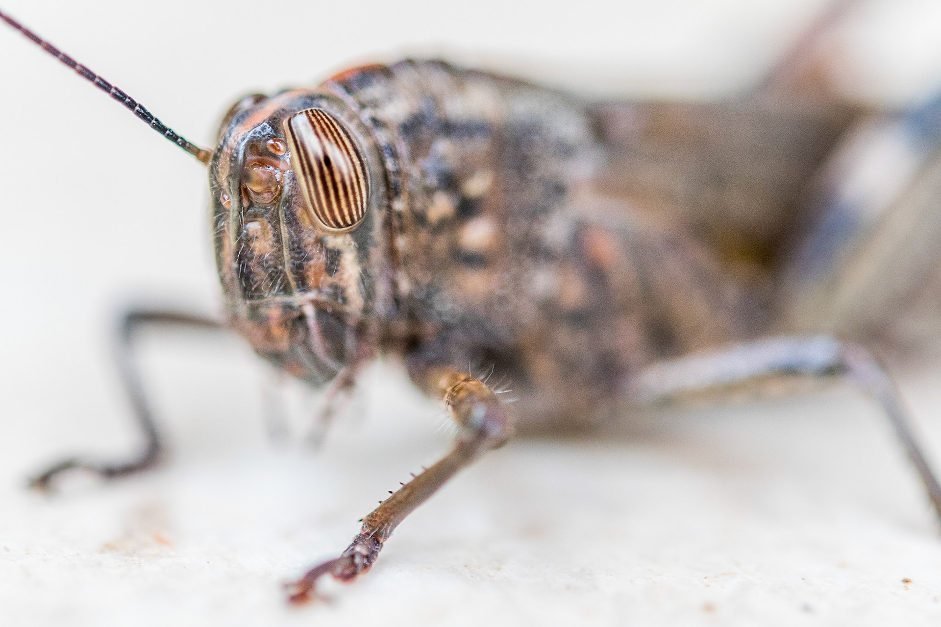 Egyptian grasshopper (Anacridium aegyptium)