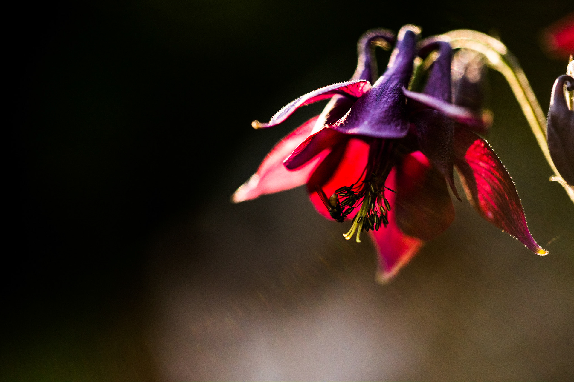 Dark columbine (Aquilegia atrata)