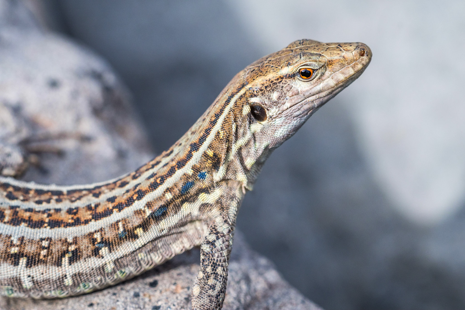 Northern Tenerife lizard (Gallotia galloti ssp. eisentrauti)