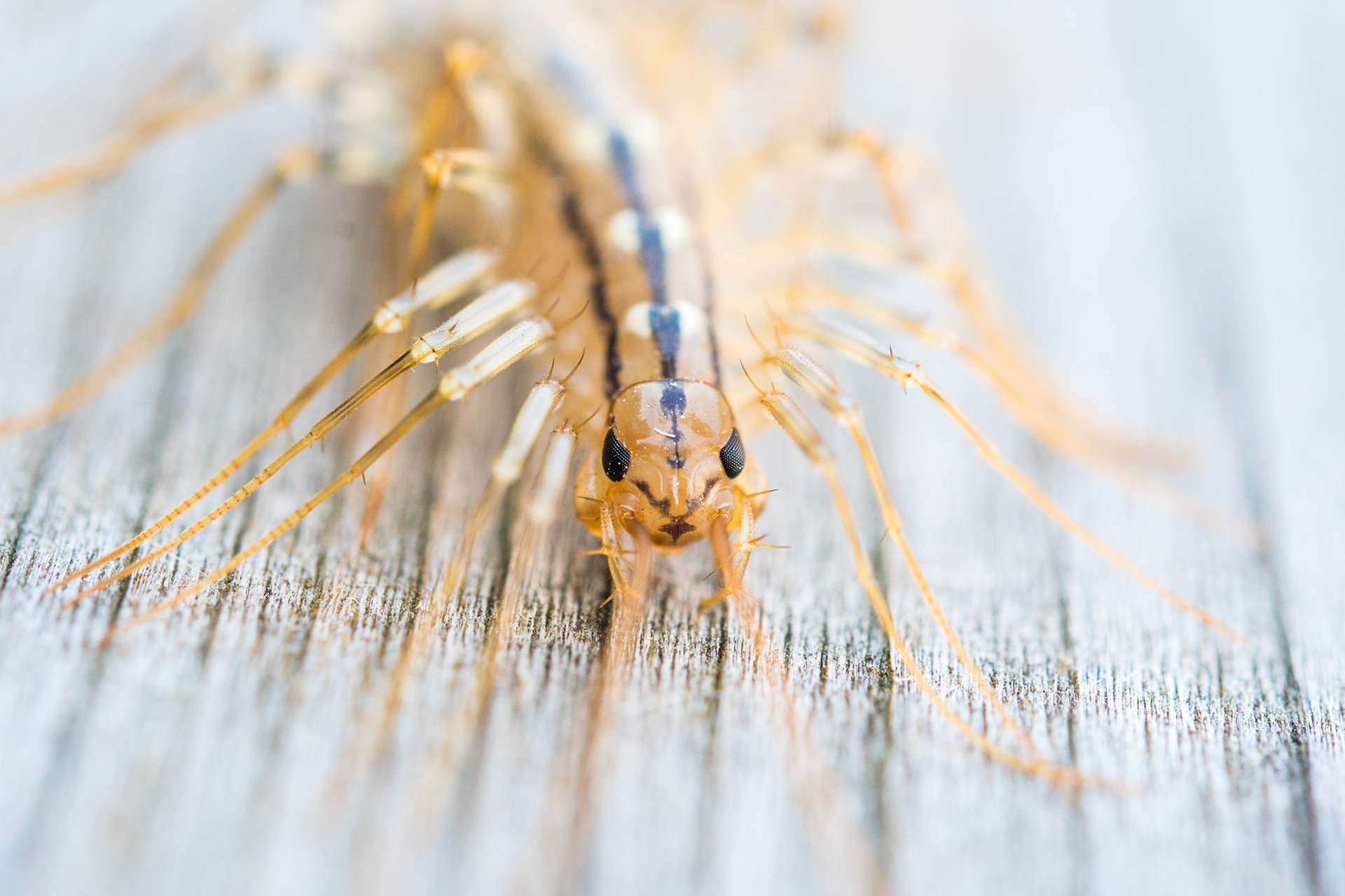 House centipede (Scutigera coleoptrata)