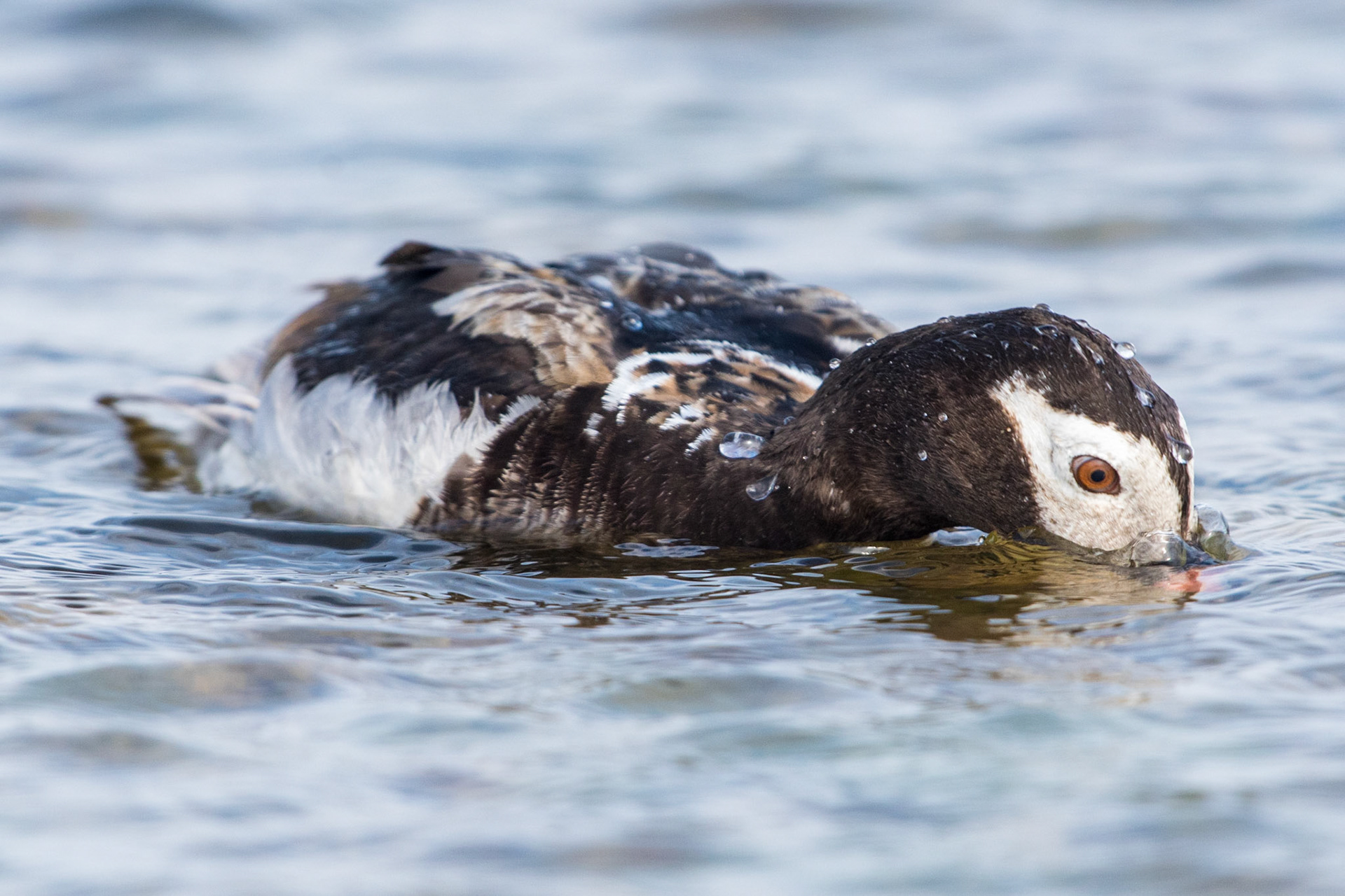 Long-tailed duck (Clangula hyemalis)