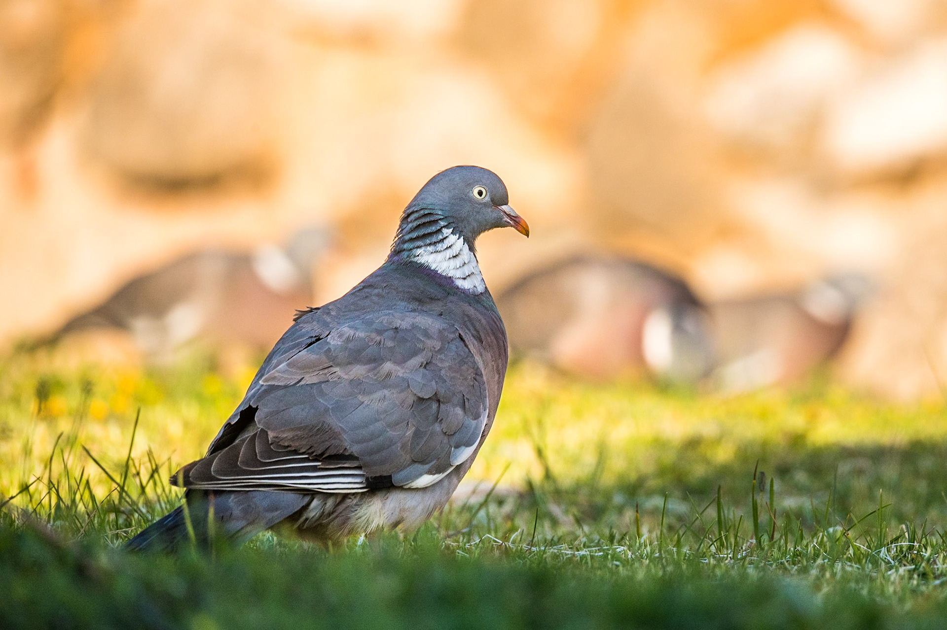 Common wood pigeon (Columba palumbus)