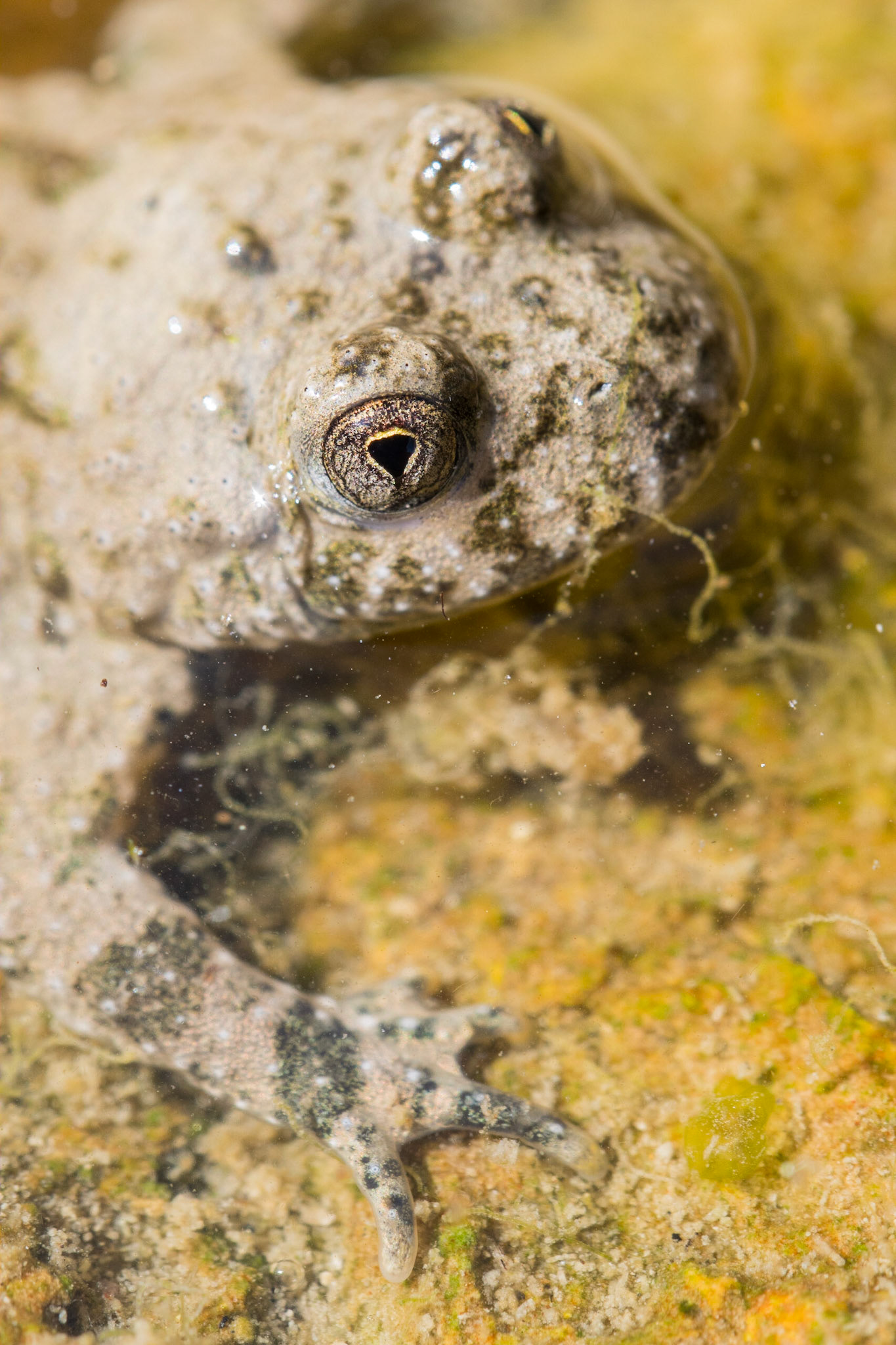 Yellow-bellied toad (Bombina variegata)